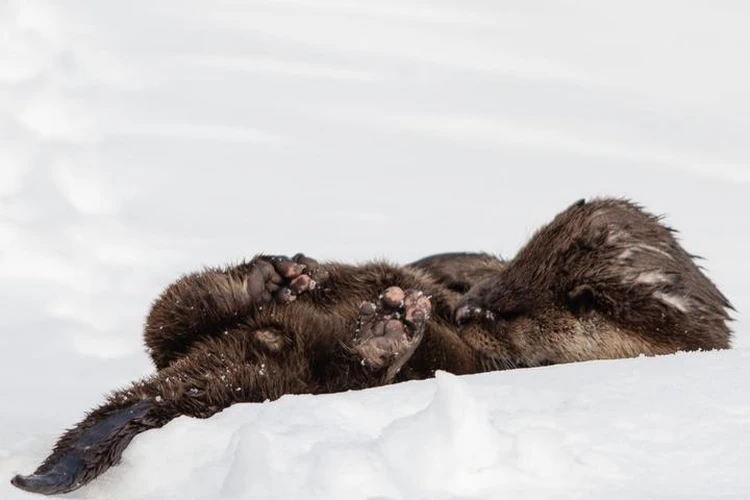 Good guy - Otter, Kronotsky Reserve, Kamchatka, Kuril lake, Funny animals, Phototrap, Wild animals, wildlife, Cunyi, Predatory animals, TVNZ, The photo, Liana of Baraba, Longpost