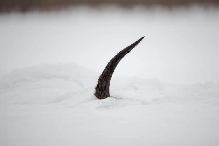 Good guy - Otter, Kronotsky Reserve, Kamchatka, Kuril lake, Funny animals, Phototrap, Wild animals, wildlife, Cunyi, Predatory animals, TVNZ, The photo, Liana of Baraba, Longpost