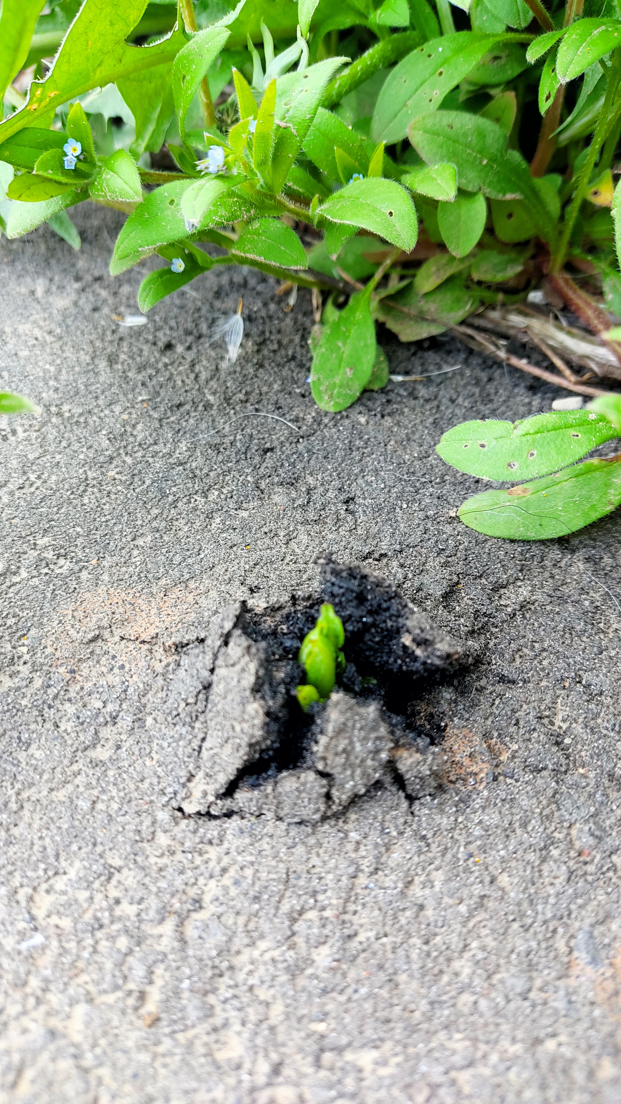 Power of nature - Grass, Nature, Power of nature, Longpost