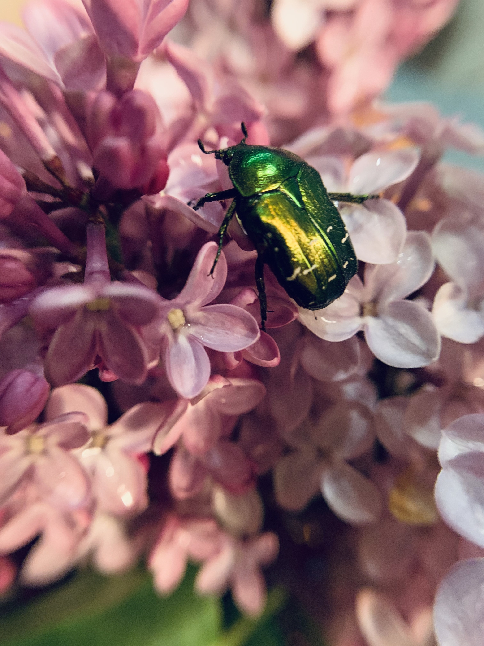 Look what a beetle! - My, Spring, Жуки, The photo, Longpost, Bronzovka