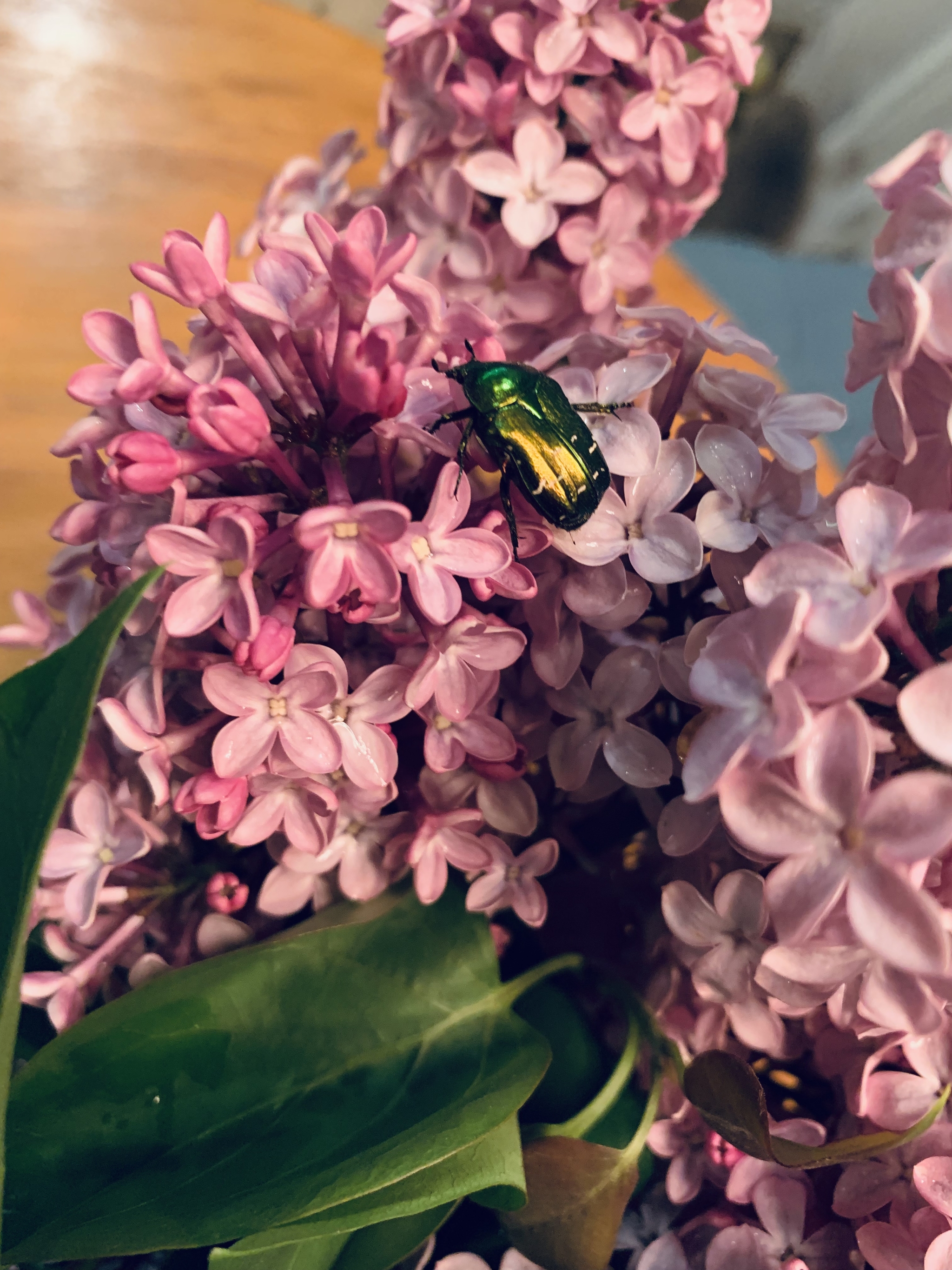 Look what a beetle! - My, Spring, Жуки, The photo, Longpost, Bronzovka