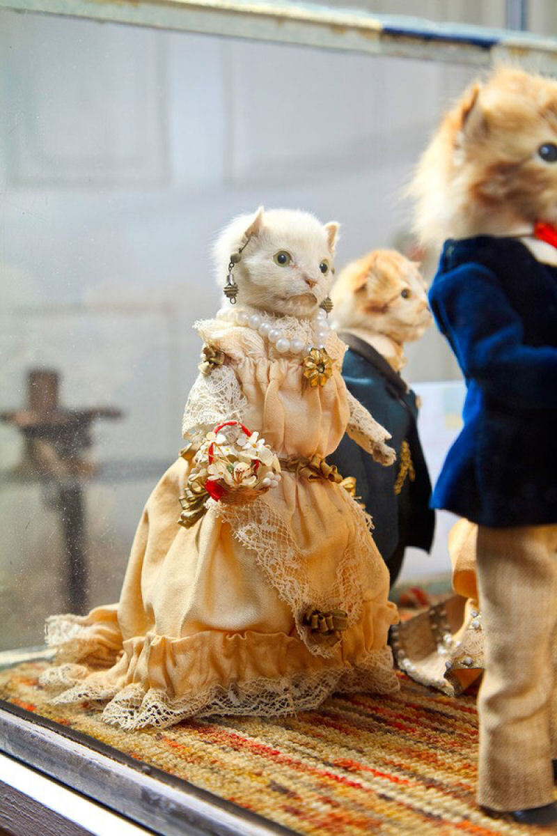 How are they alive? - From the network, Story, Longpost, Taxidermy, Rodents, cat