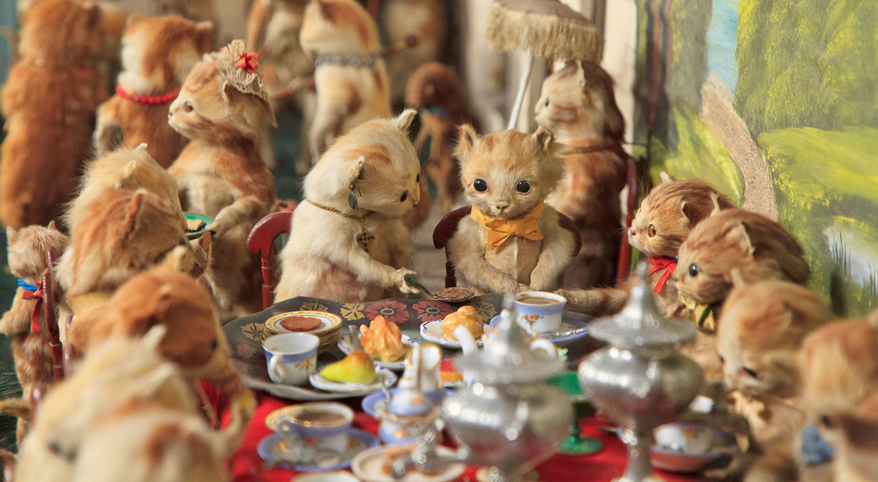 How are they alive? - From the network, Story, Longpost, Taxidermy, Rodents, cat