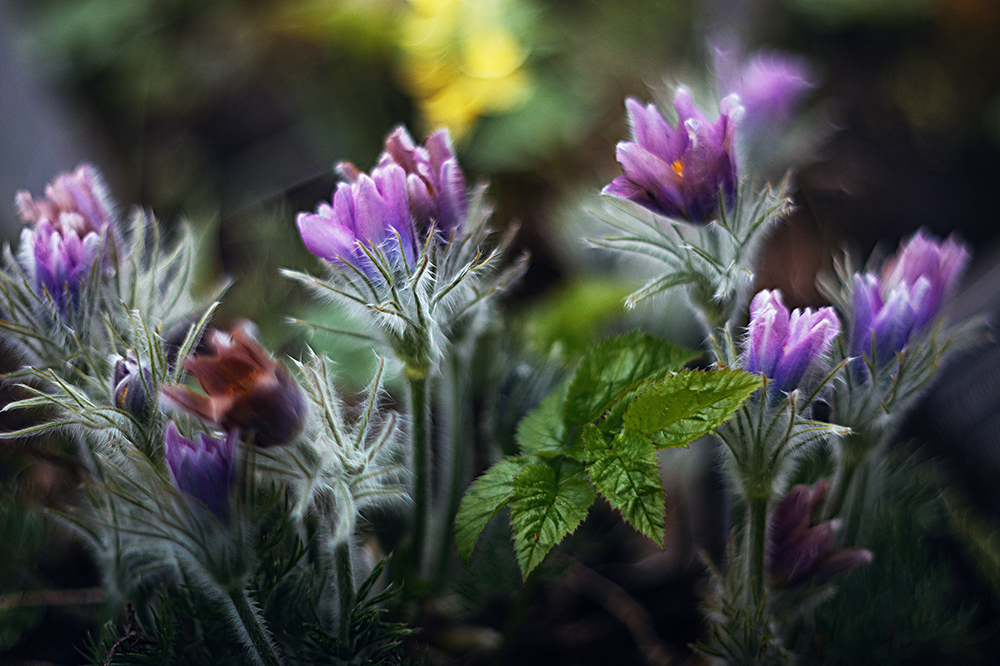 Spring in the Botanical Garden. - My, Town, The photo, Spring, Botanical Garden, Flowers, The park, Longpost