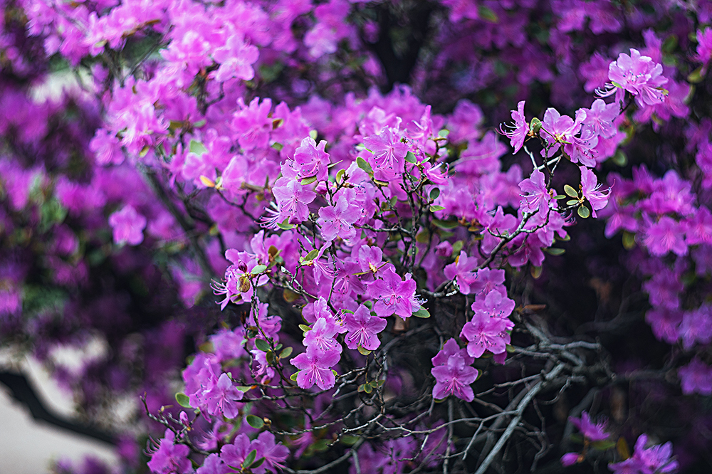 Spring in the Botanical Garden. - My, Town, The photo, Spring, Botanical Garden, Flowers, The park, Longpost