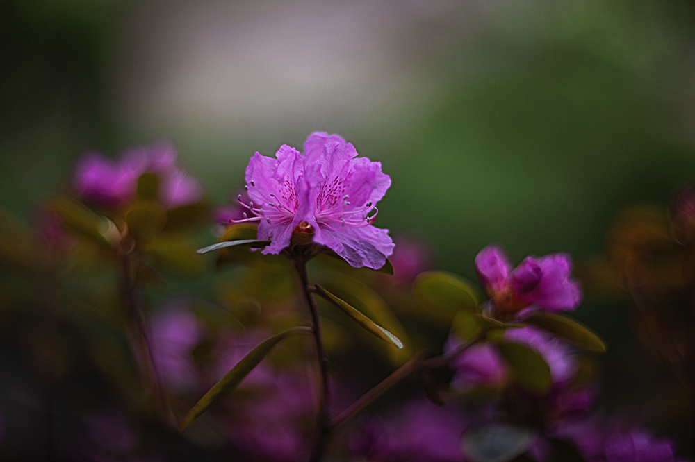 Spring in the Botanical Garden. - My, Town, The photo, Spring, Botanical Garden, Flowers, The park, Longpost