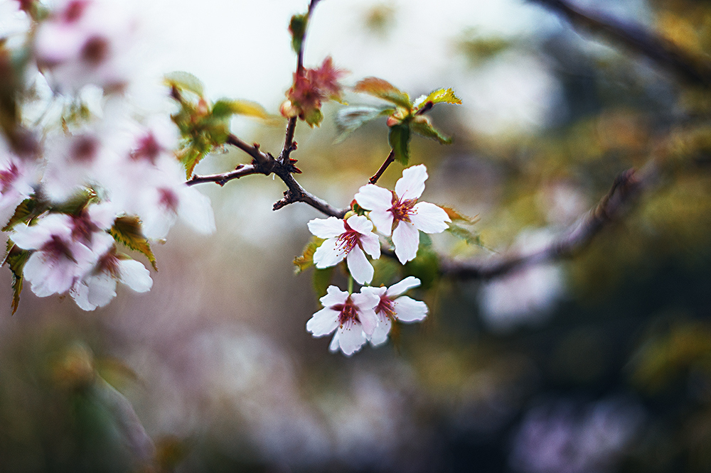 Spring in the Botanical Garden. - My, Town, The photo, Spring, Botanical Garden, Flowers, The park, Longpost