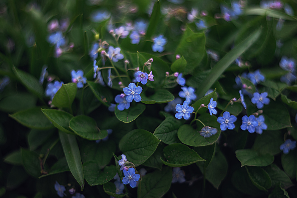 Spring in the Botanical Garden. - My, Town, The photo, Spring, Botanical Garden, Flowers, The park, Longpost