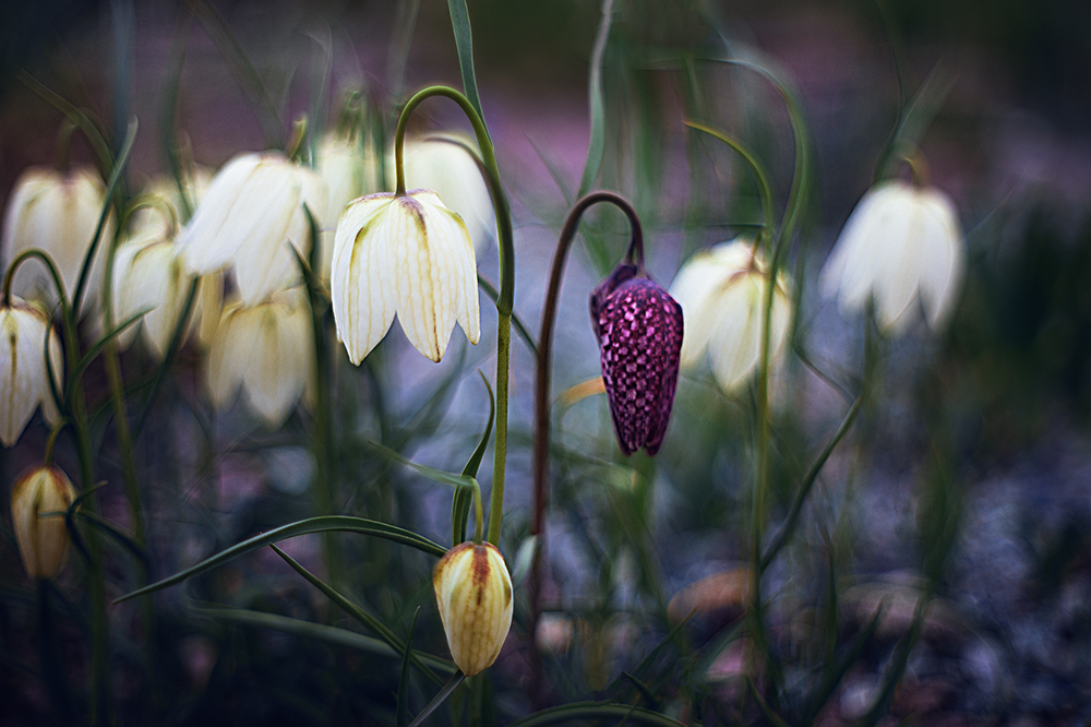 Spring in the Botanical Garden. - My, Town, The photo, Spring, Botanical Garden, Flowers, The park, Longpost