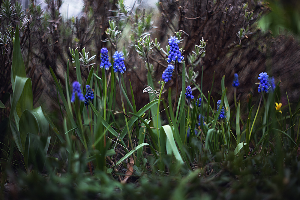 Spring in the Botanical Garden. - My, Town, The photo, Spring, Botanical Garden, Flowers, The park, Longpost