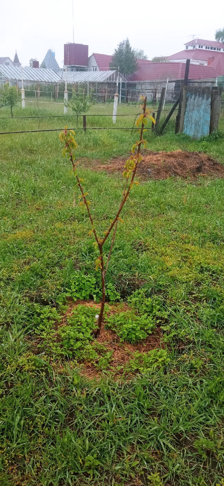 A slow start to rural life - My, Garden, Plants, Tree, Garden, Village, Potato, Mat, Longpost