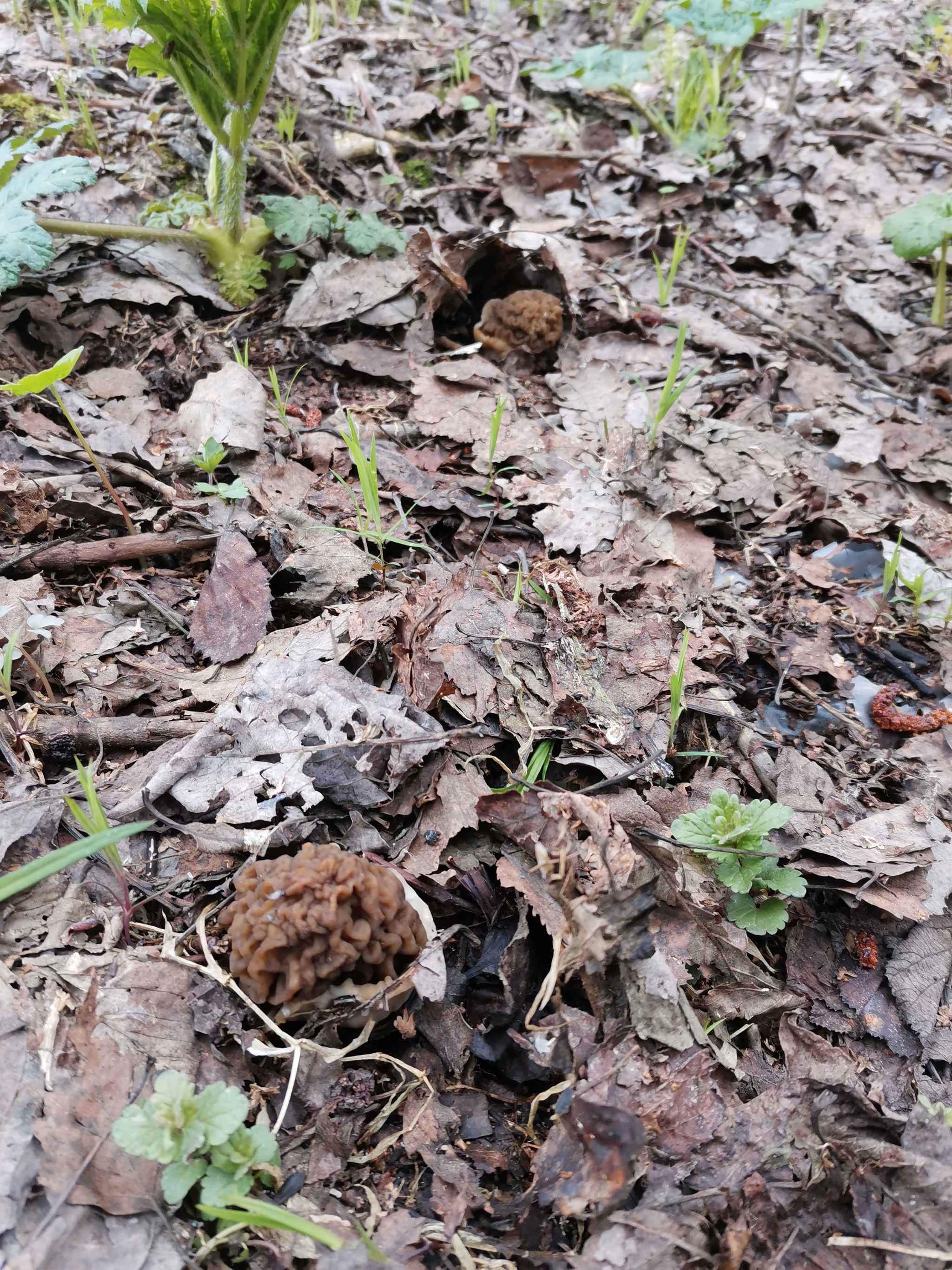 Morels and other mushrooms - My, Morels, Mushrooms, Spring, Longpost