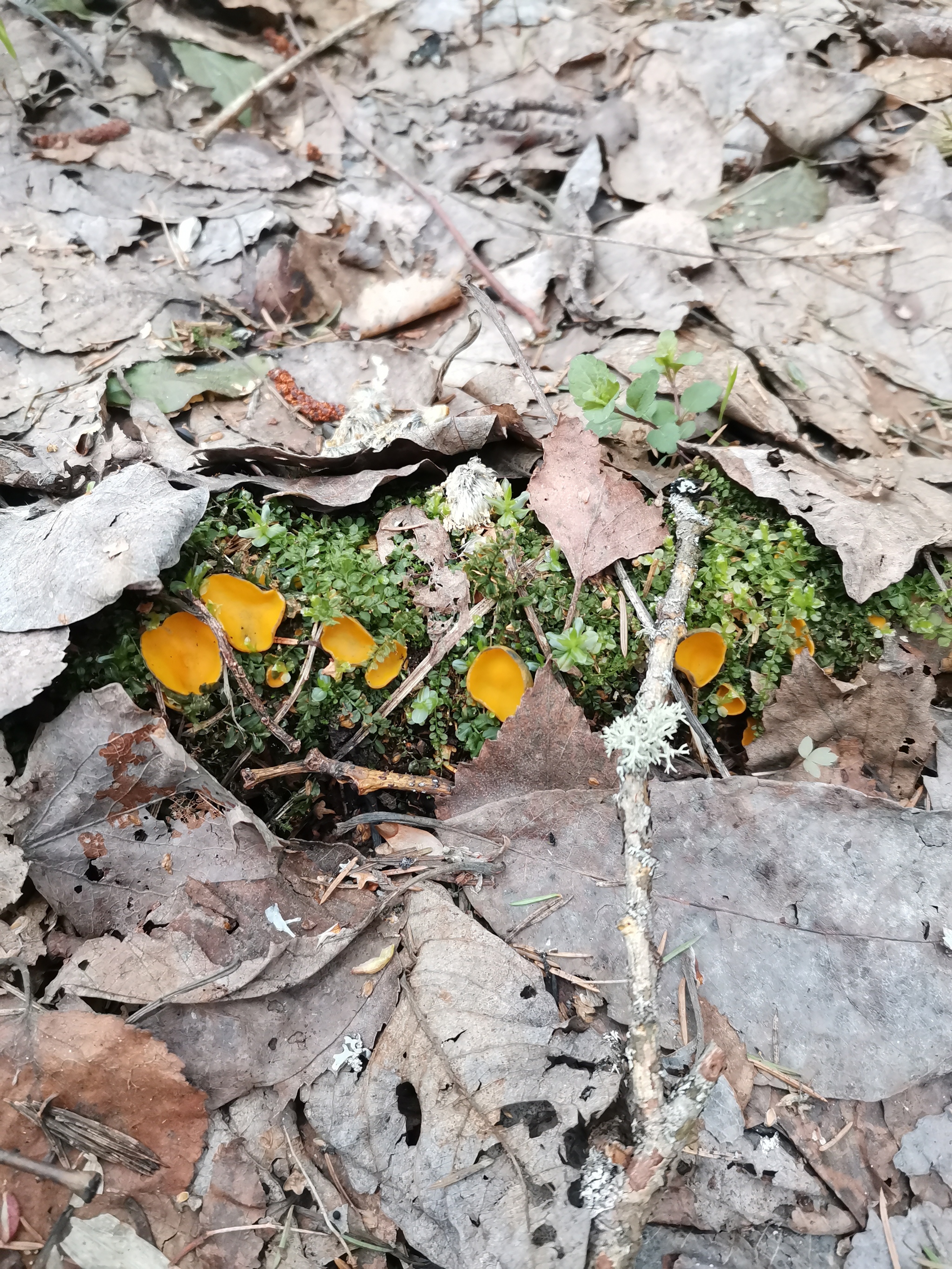 Morels and other mushrooms - My, Morels, Mushrooms, Spring, Longpost