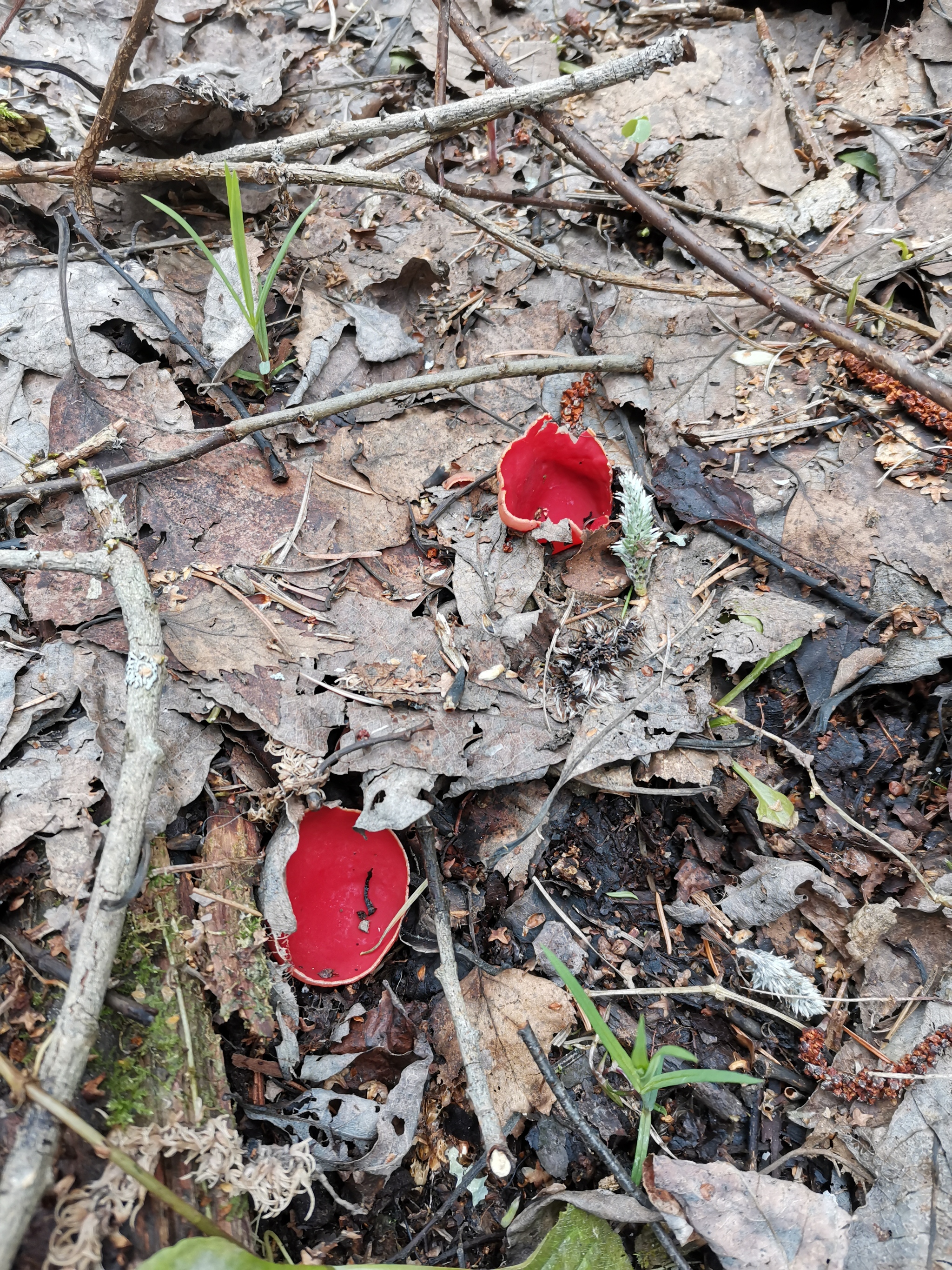 Morels and other mushrooms - My, Morels, Mushrooms, Spring, Longpost