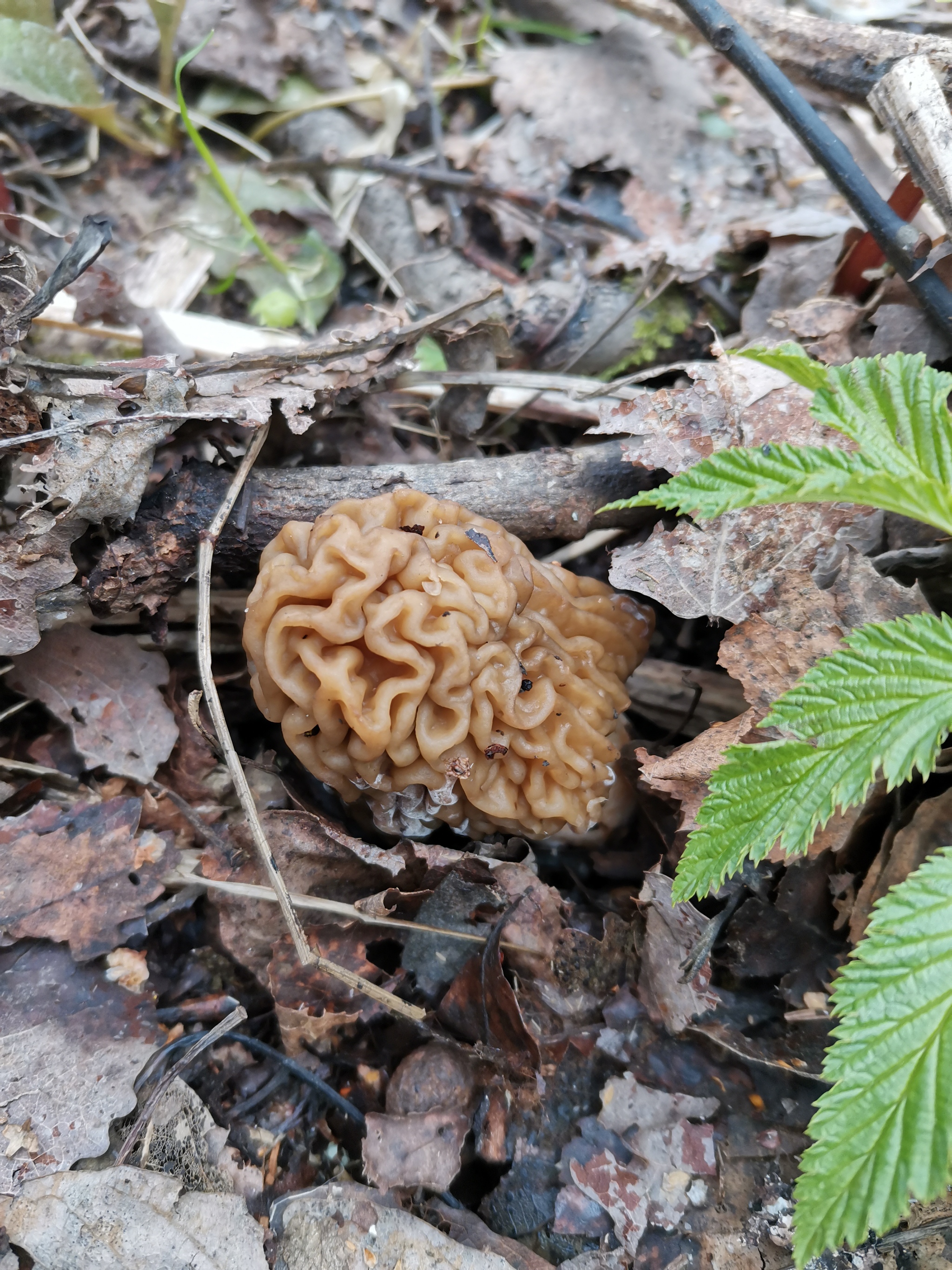 Morels and other mushrooms - My, Morels, Mushrooms, Spring, Longpost