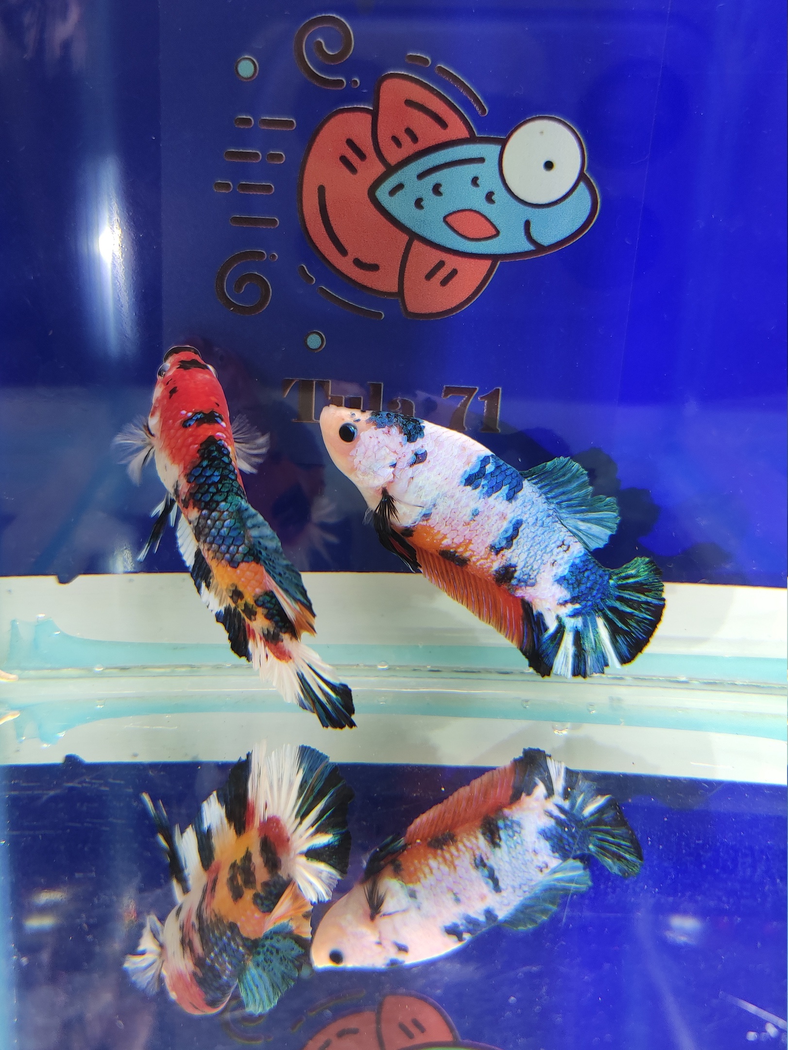 Do you sell fish? - My, Cockerel fish, Aquarium, Aquarium, Aquarium fish, Breeding, Do you sell fish?, Beautiful, Boasting, Domestic, Import substitution, Longpost