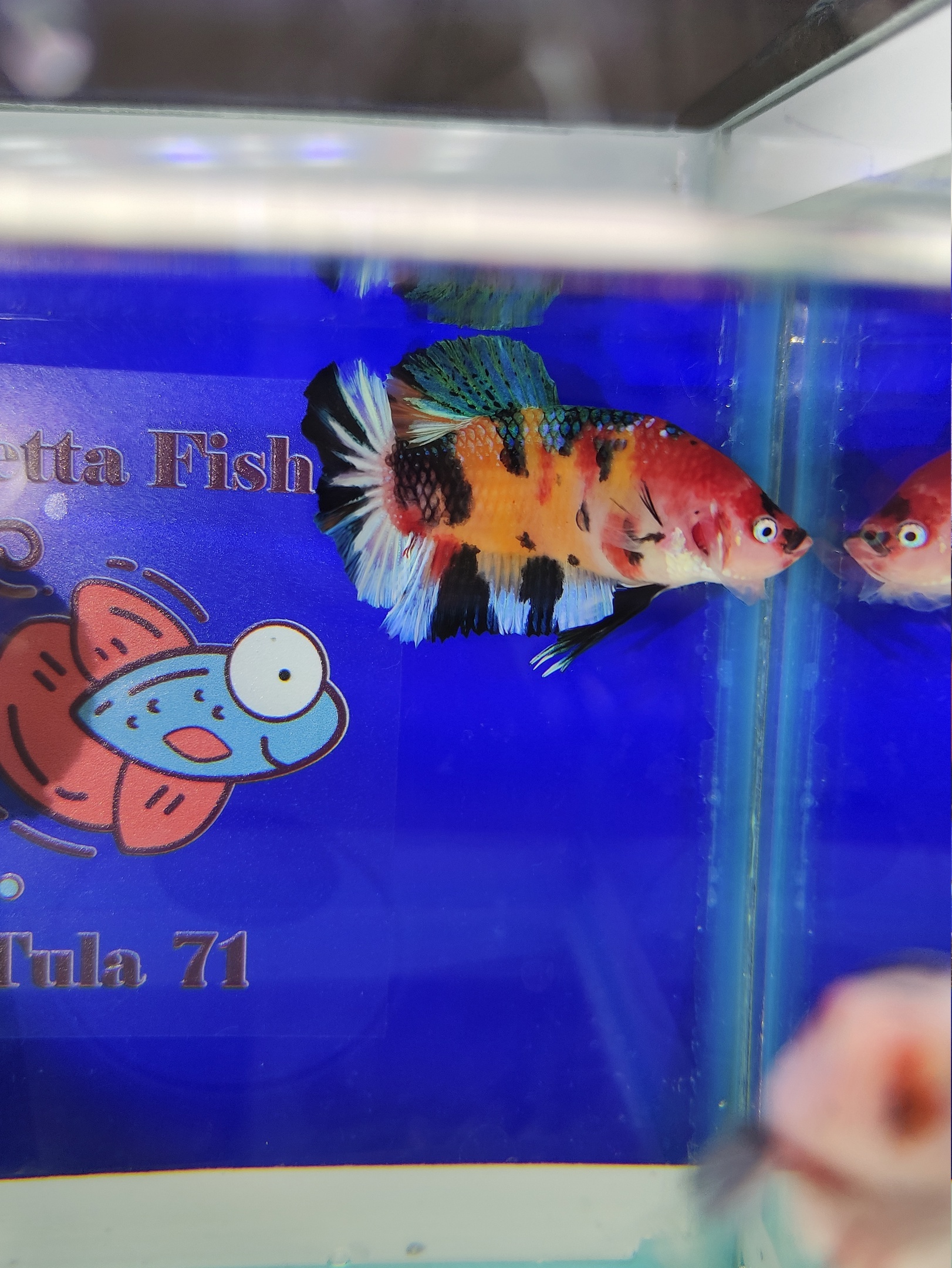 Do you sell fish? - My, Cockerel fish, Aquarium, Aquarium, Aquarium fish, Breeding, Do you sell fish?, Beautiful, Boasting, Domestic, Import substitution, Longpost