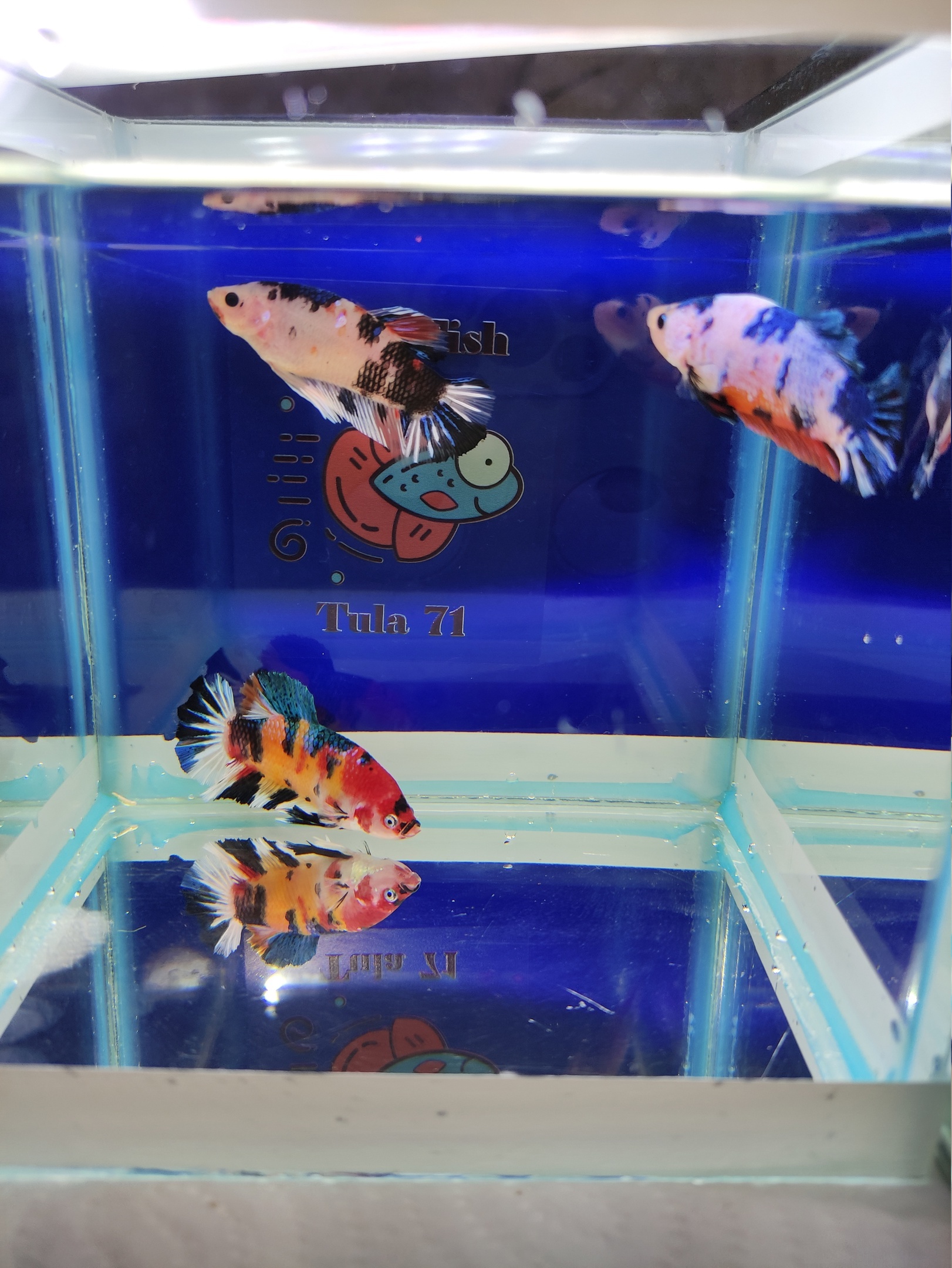 Do you sell fish? - My, Cockerel fish, Aquarium, Aquarium, Aquarium fish, Breeding, Do you sell fish?, Beautiful, Boasting, Domestic, Import substitution, Longpost