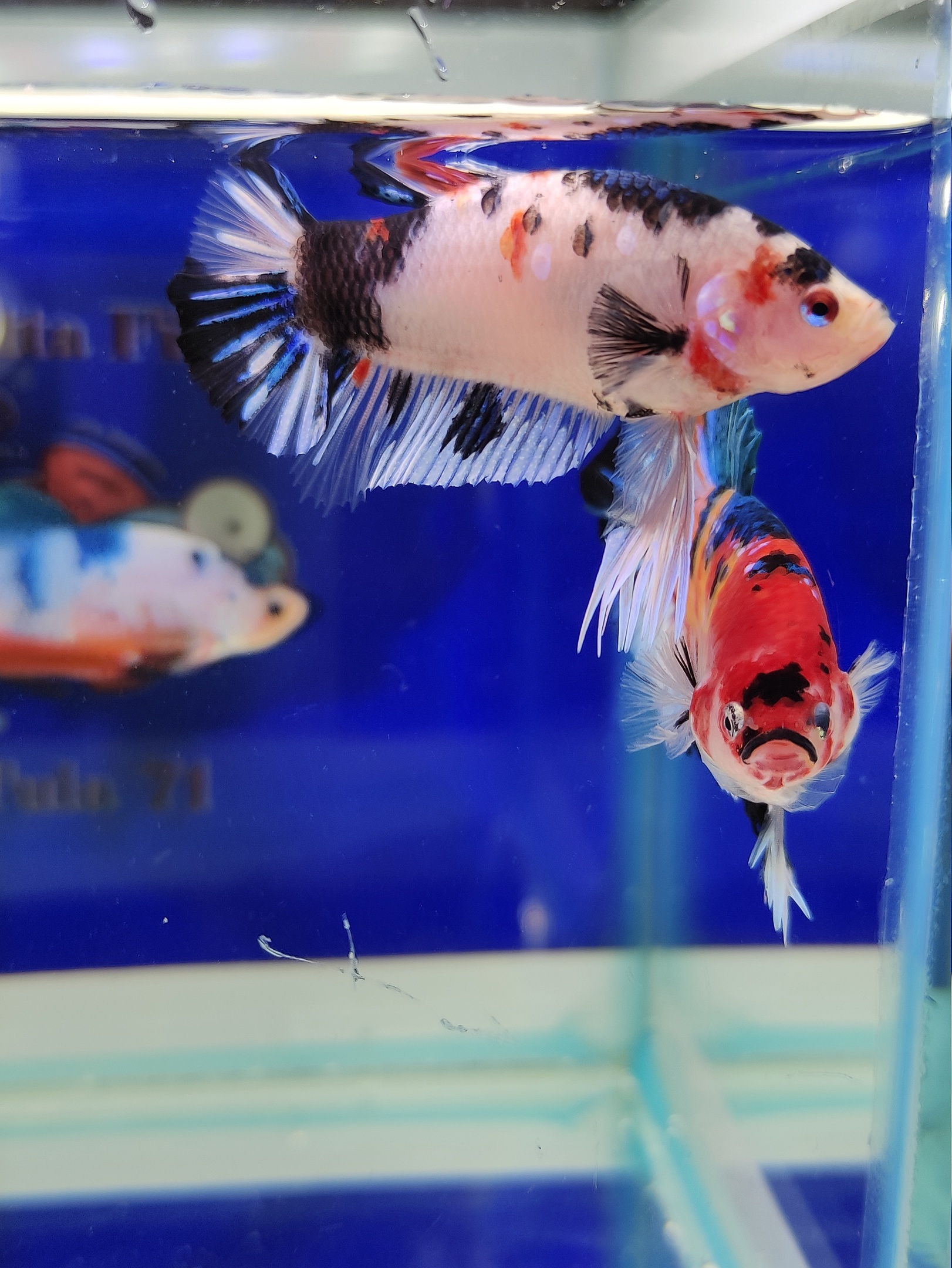 Do you sell fish? - My, Cockerel fish, Aquarium, Aquarium, Aquarium fish, Breeding, Do you sell fish?, Beautiful, Boasting, Domestic, Import substitution, Longpost