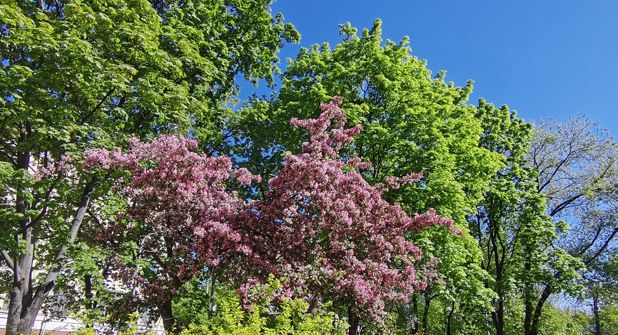 Another apple tree - My, The photo, beauty, Nature, Apple tree, Moscow, Longpost