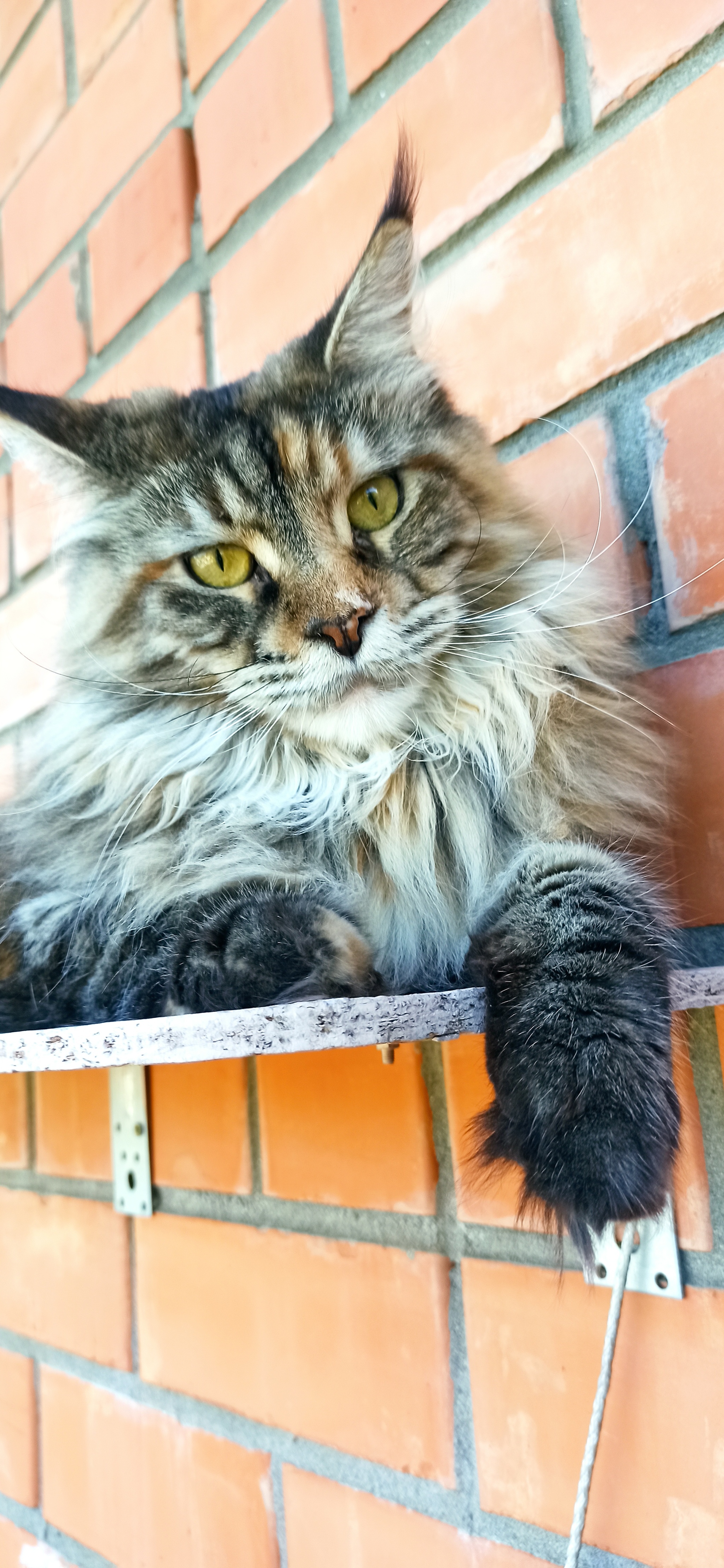 My cat Fiona - My, Maine Coon, Tricolor cat, Small cats, Longpost, cat