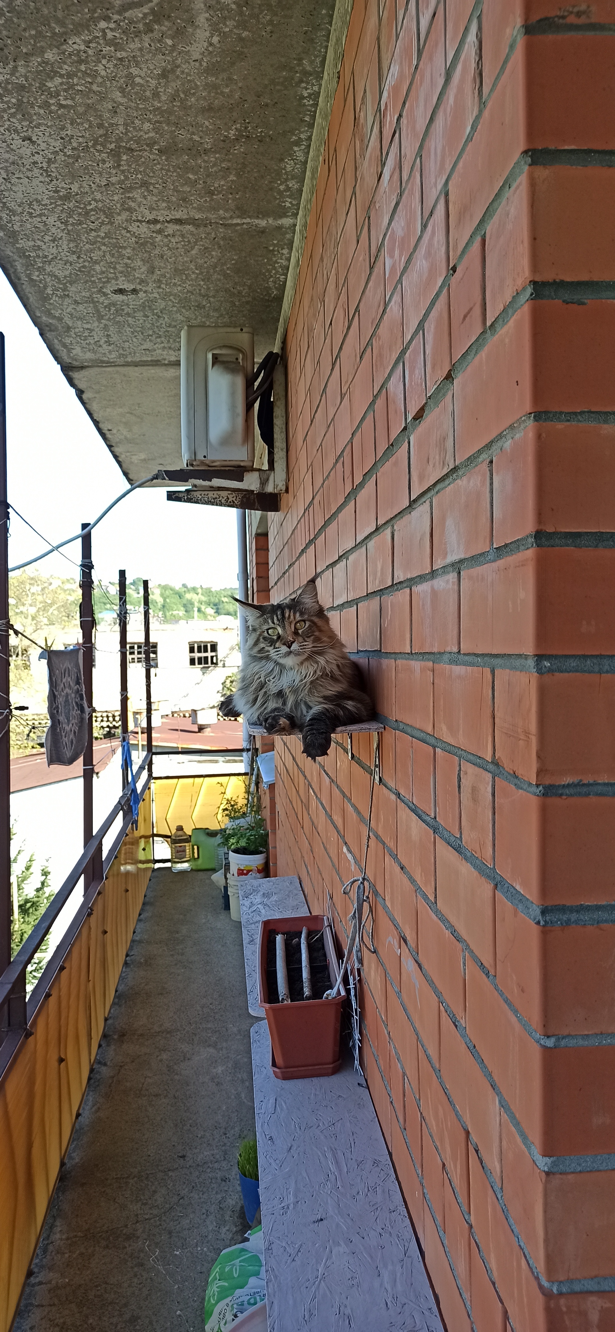 My cat Fiona - My, Maine Coon, Tricolor cat, Small cats, Longpost, cat