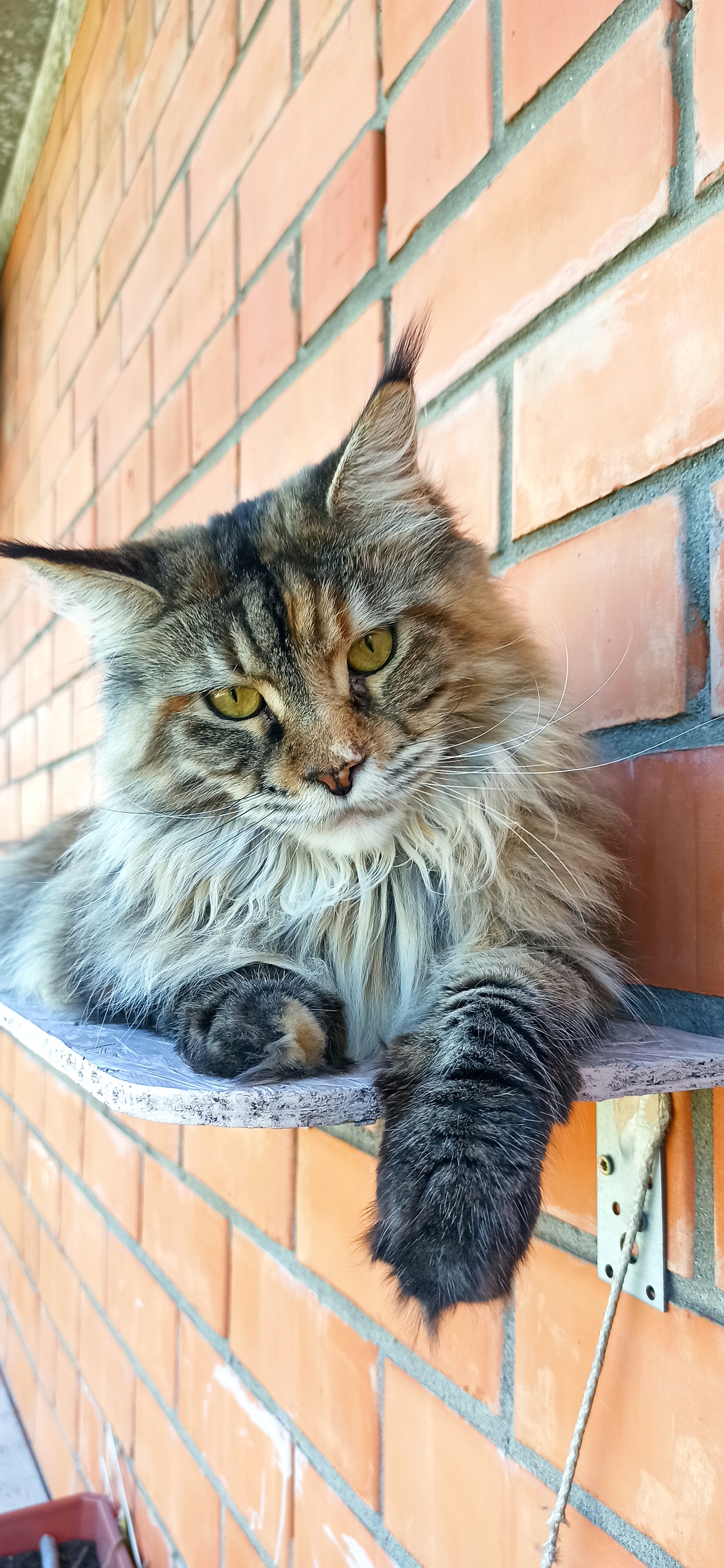 My cat Fiona - My, Maine Coon, Tricolor cat, Small cats, Longpost, cat