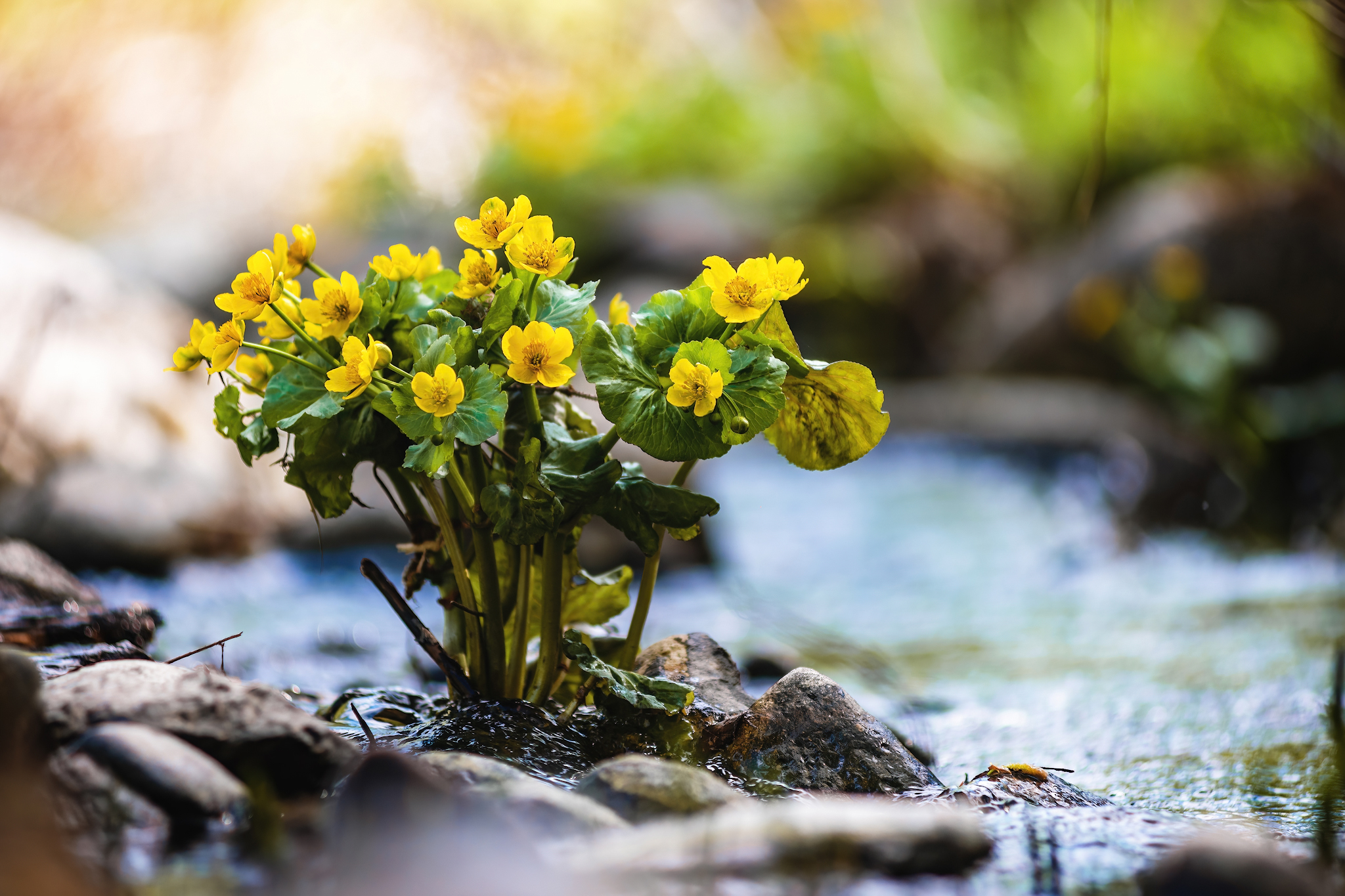 Nature... - My, Forest, Hike, Spring, River, Flowers, Grass, The photo, Nature, Longpost, Video, Youtube