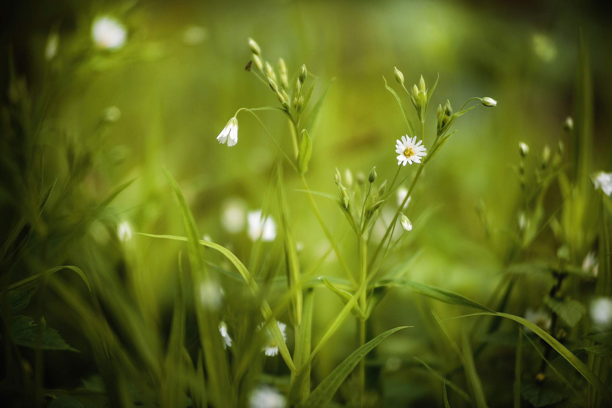 Nature... - My, Forest, Hike, Spring, River, Flowers, Grass, The photo, Nature, Longpost, Video, Youtube