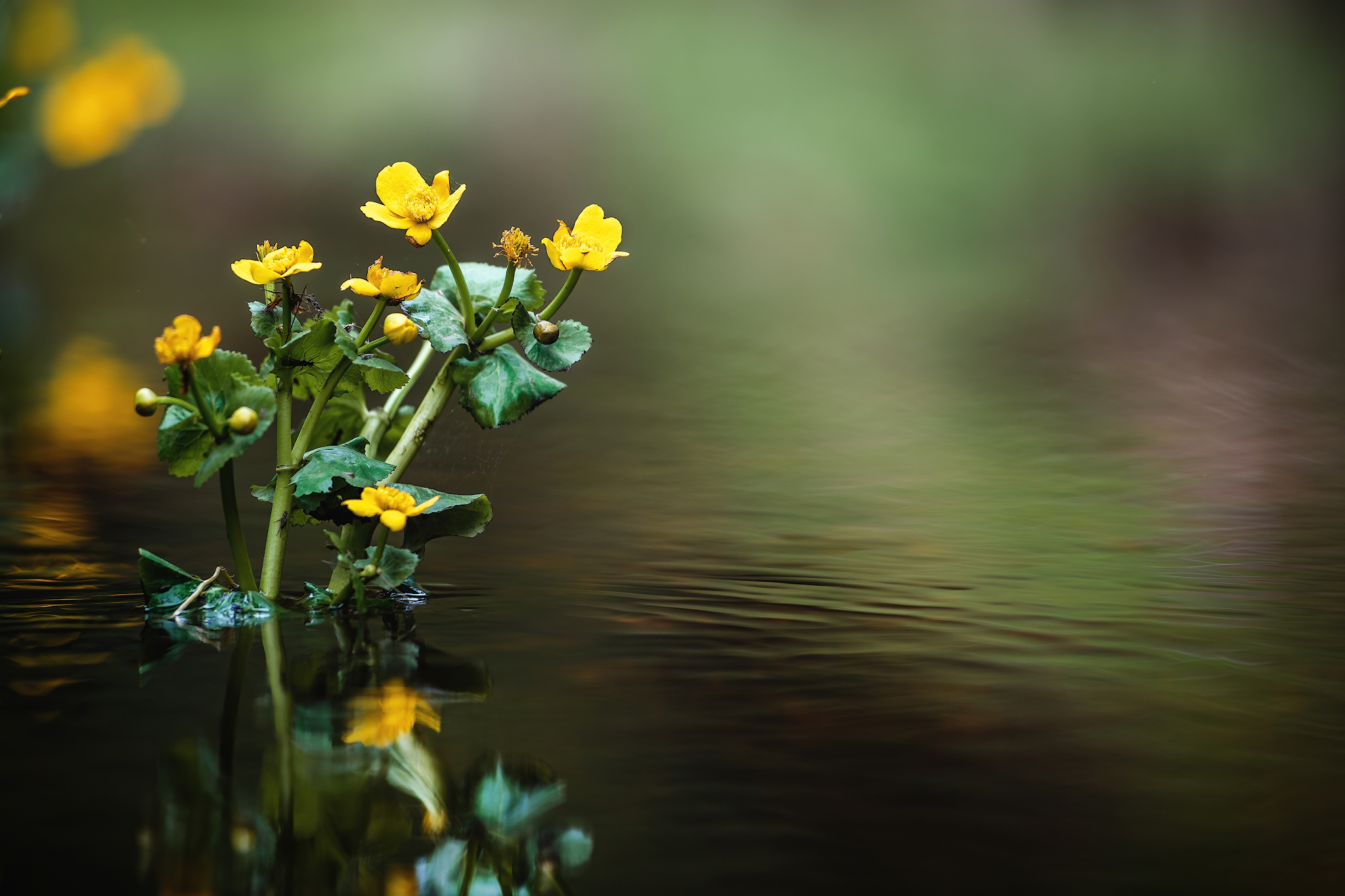 Nature... - My, Forest, Hike, Spring, River, Flowers, Grass, The photo, Nature, Longpost, Video, Youtube