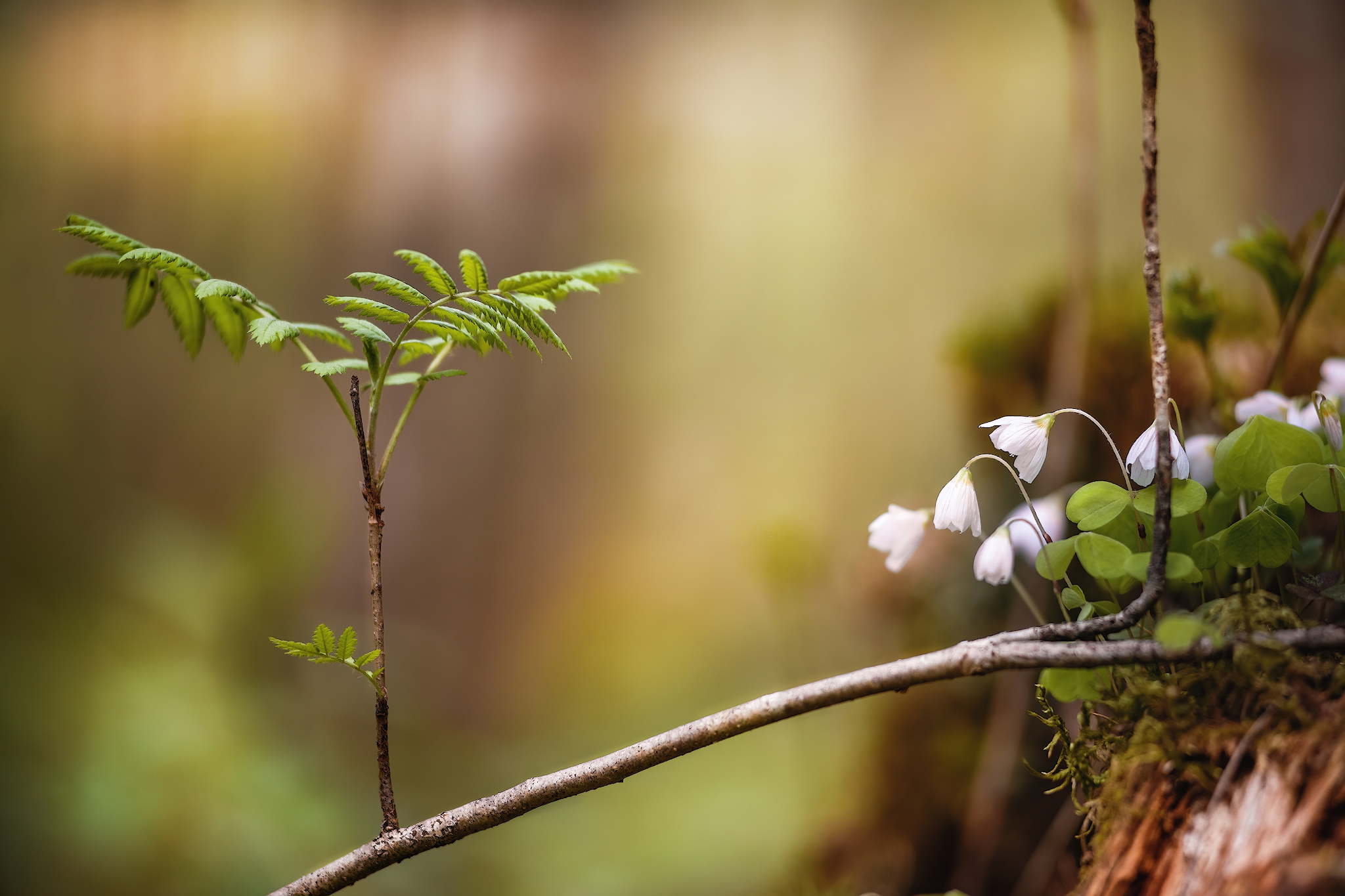 Nature... - My, Forest, Hike, Spring, River, Flowers, Grass, The photo, Nature, Longpost, Video, Youtube