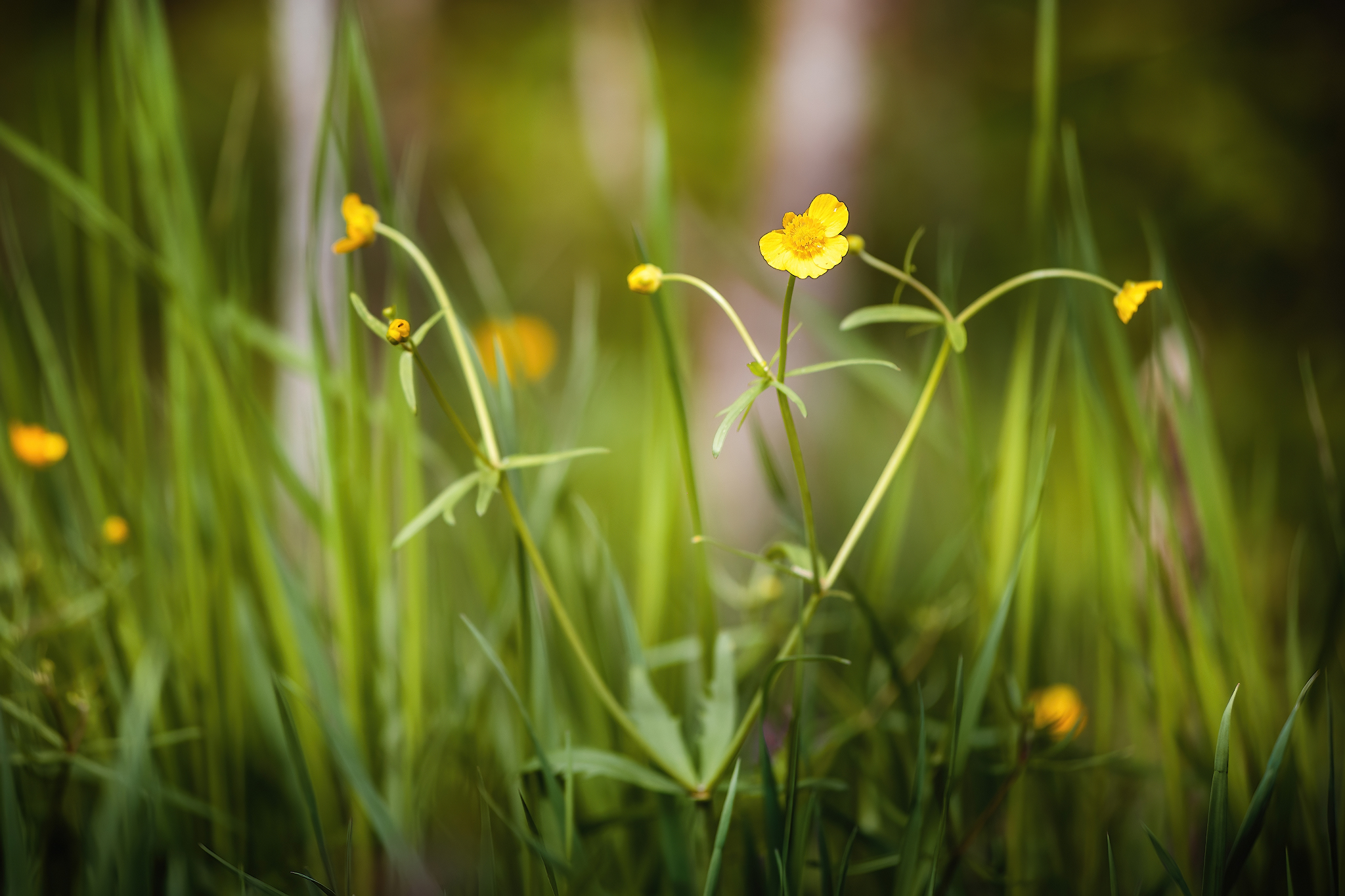 Nature... - My, Forest, Hike, Spring, River, Flowers, Grass, The photo, Nature, Longpost, Video, Youtube