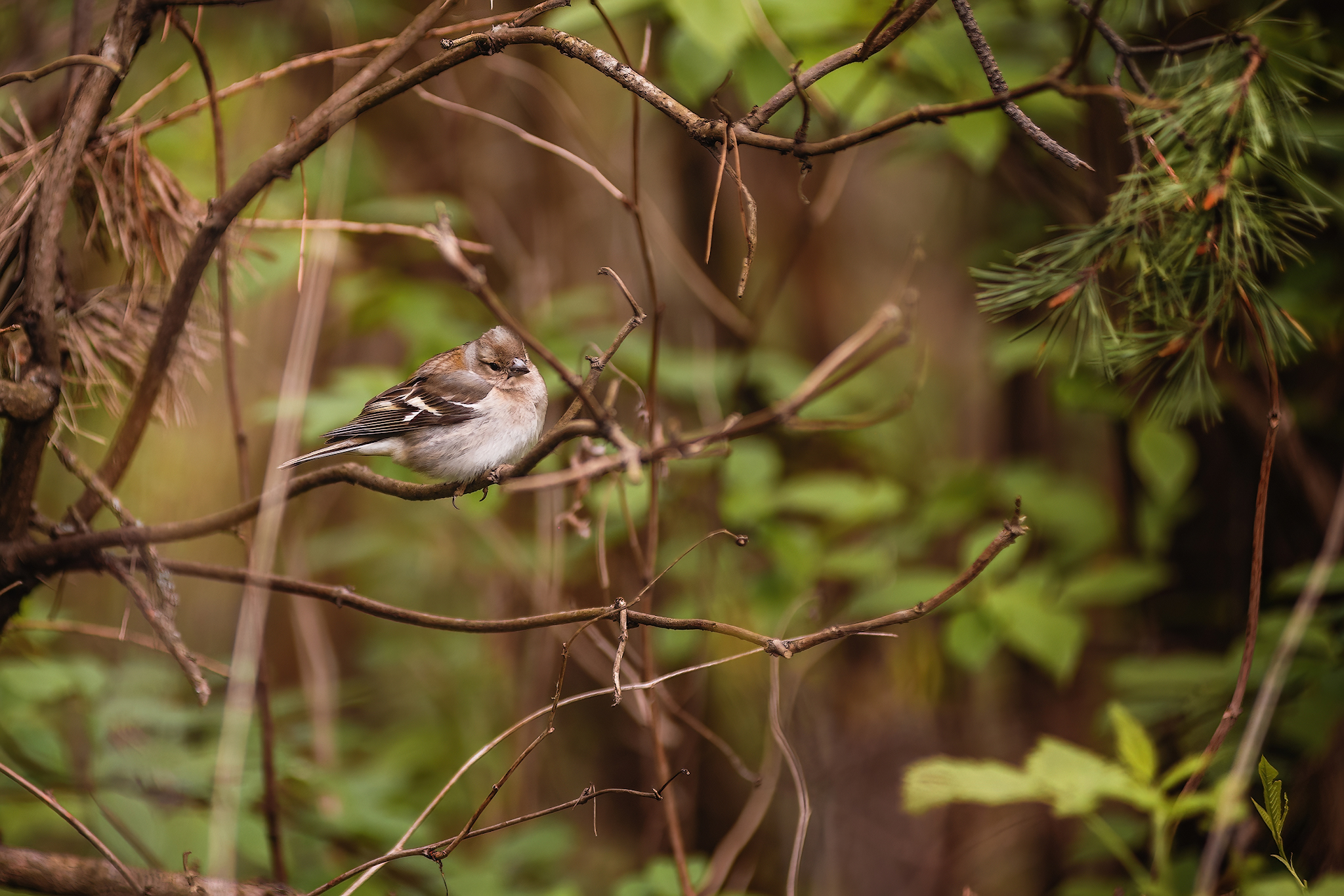 Nature... - My, Forest, Hike, Spring, River, Flowers, Grass, The photo, Nature, Longpost, Video, Youtube