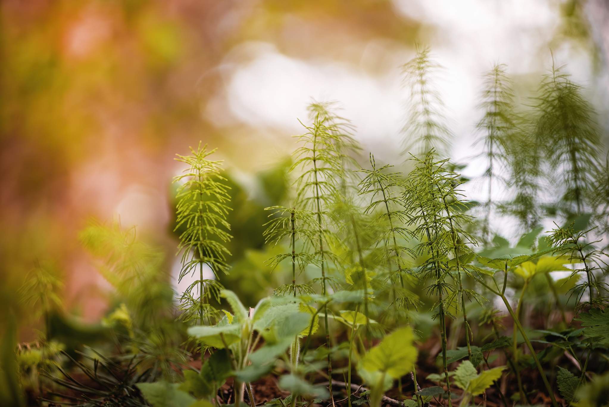 Nature... - My, Forest, Hike, Spring, River, Flowers, Grass, The photo, Nature, Longpost, Video, Youtube