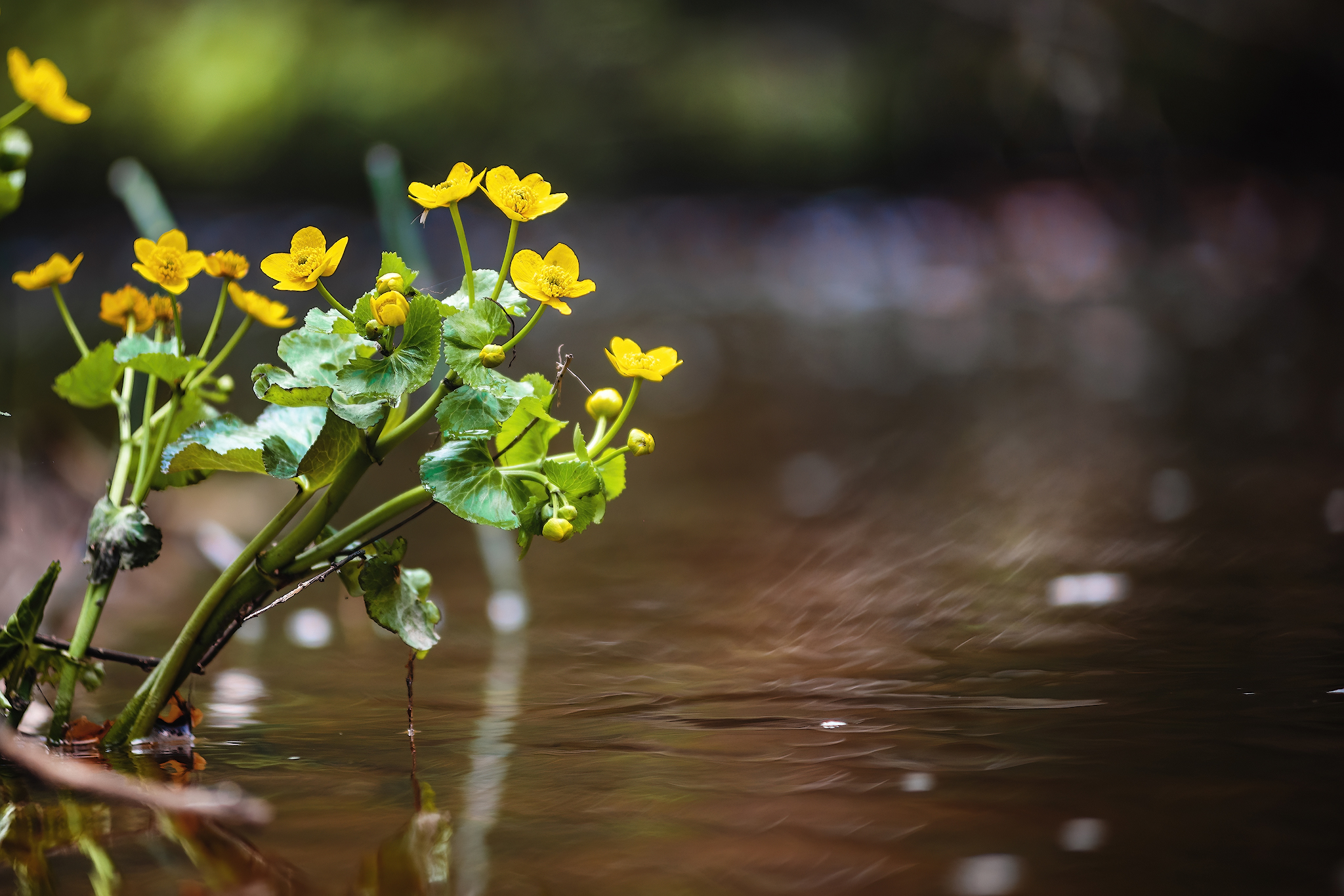 Nature... - My, Forest, Hike, Spring, River, Flowers, Grass, The photo, Nature, Longpost, Video, Youtube