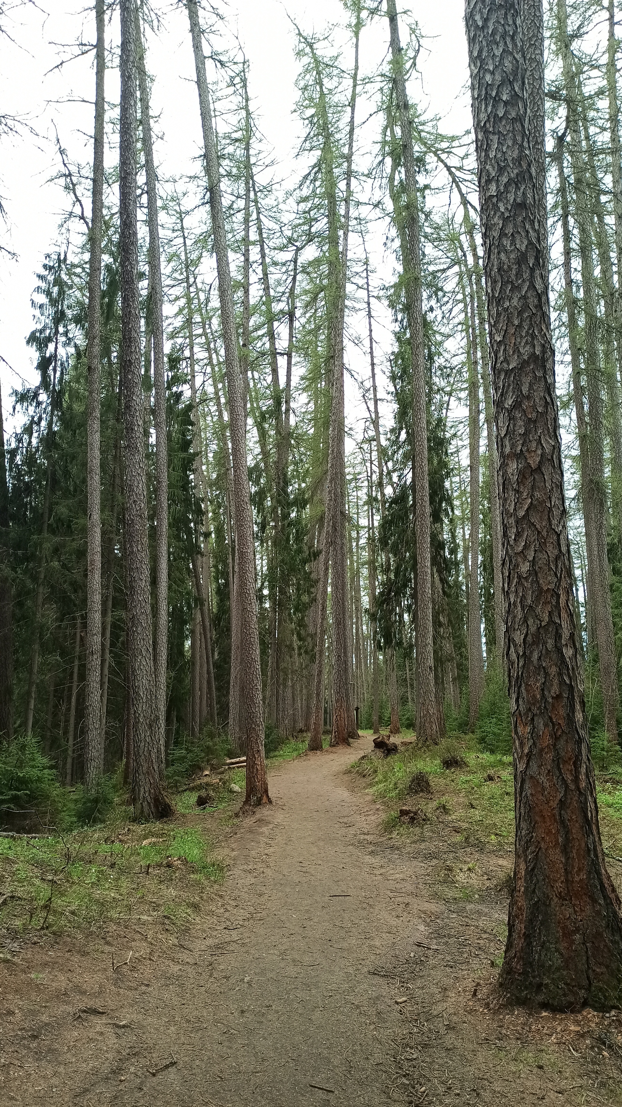 Hiking story #1: Eco route Larch Grove - My, Lindulovskaya grove, Tourism, Hiking, Tracking, Nature, Leningrad region, Pa, Longpost