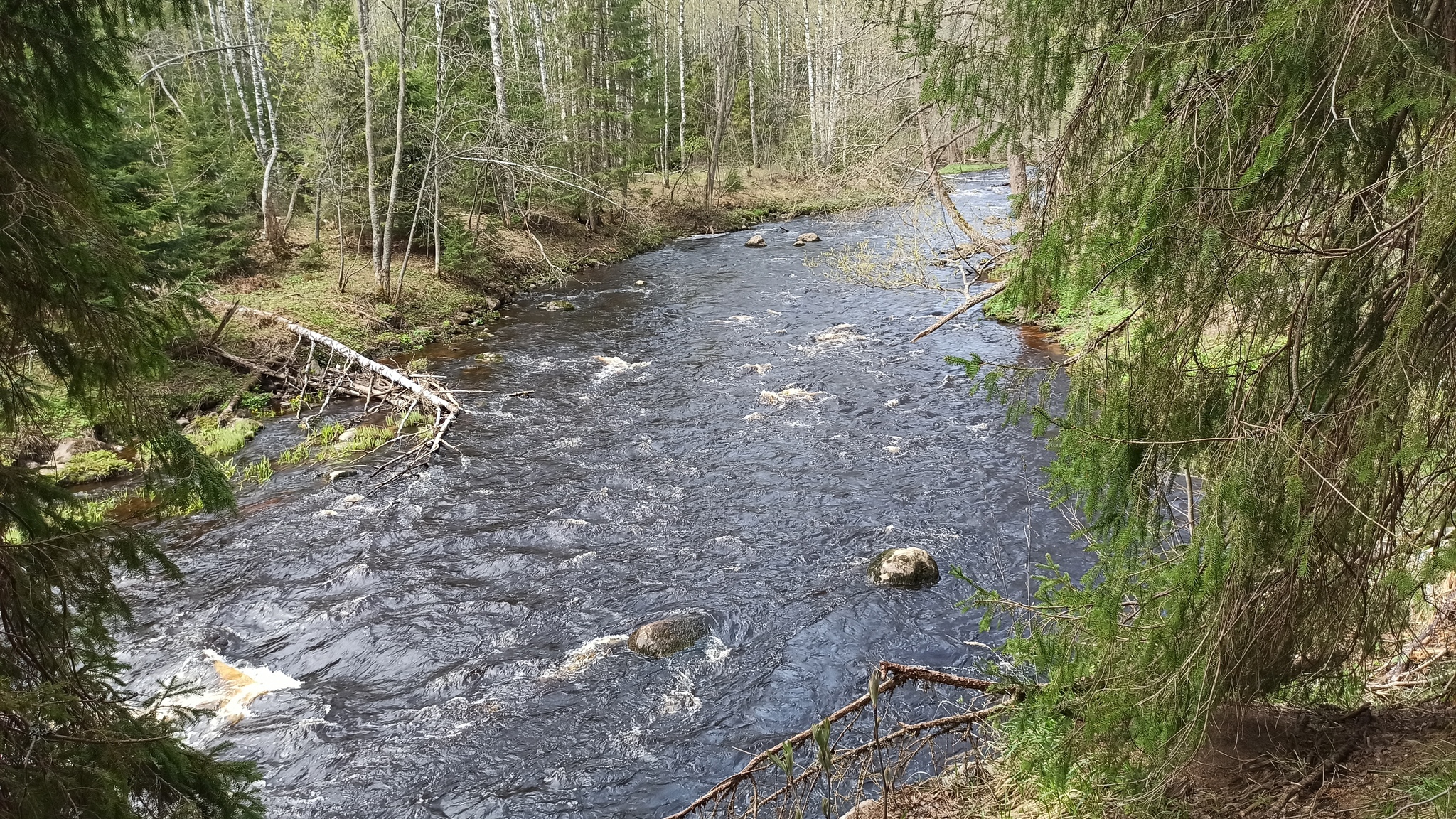 Hiking story #1: Eco route Larch Grove - My, Lindulovskaya grove, Tourism, Hiking, Tracking, Nature, Leningrad region, Pa, Longpost