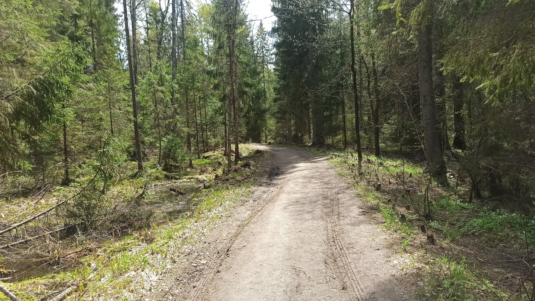 Hiking story #1: Eco route Larch Grove - My, Lindulovskaya grove, Tourism, Hiking, Tracking, Nature, Leningrad region, Pa, Longpost