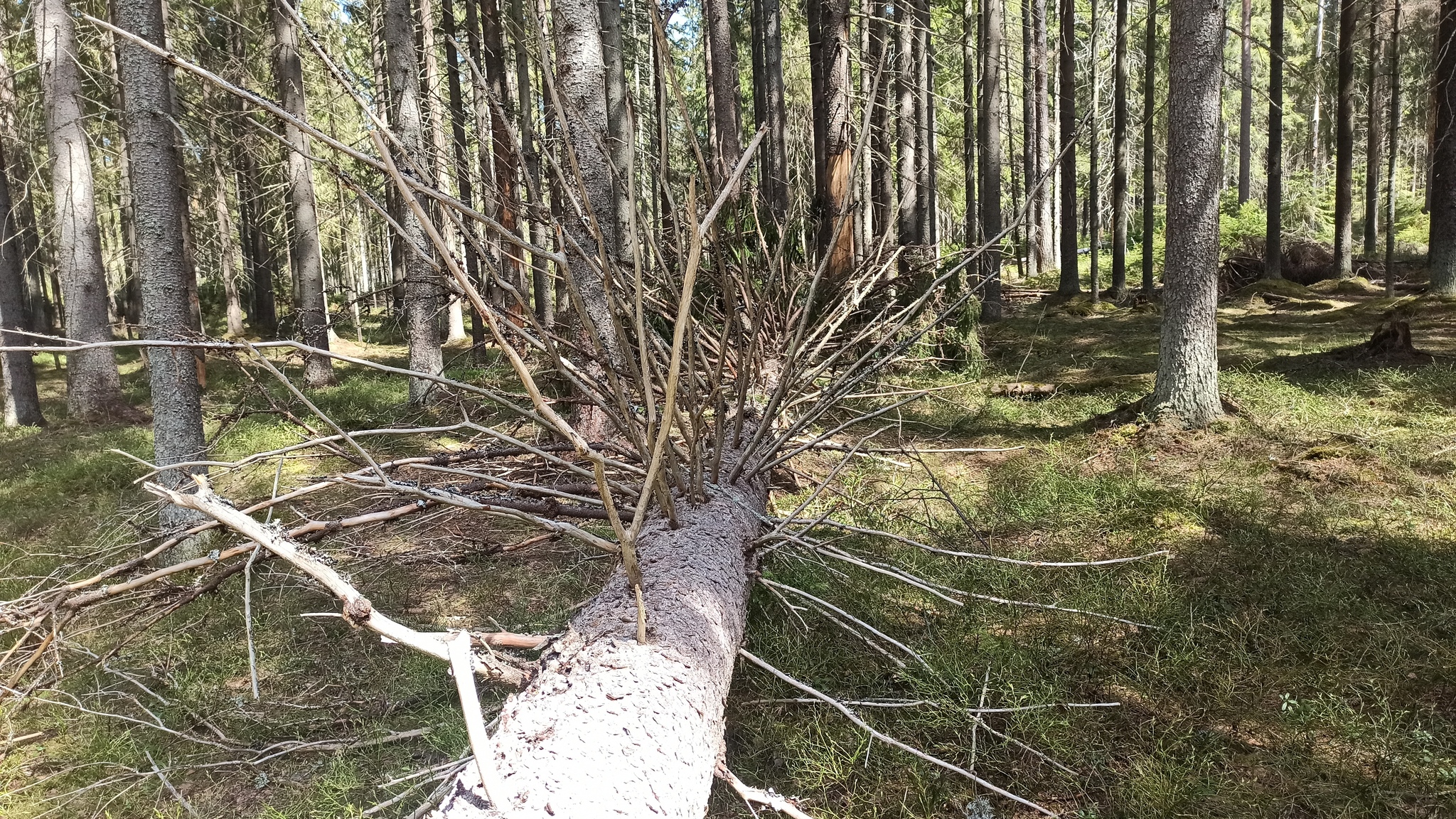 Hiking story #1: Eco route Larch Grove - My, Lindulovskaya grove, Tourism, Hiking, Tracking, Nature, Leningrad region, Pa, Longpost