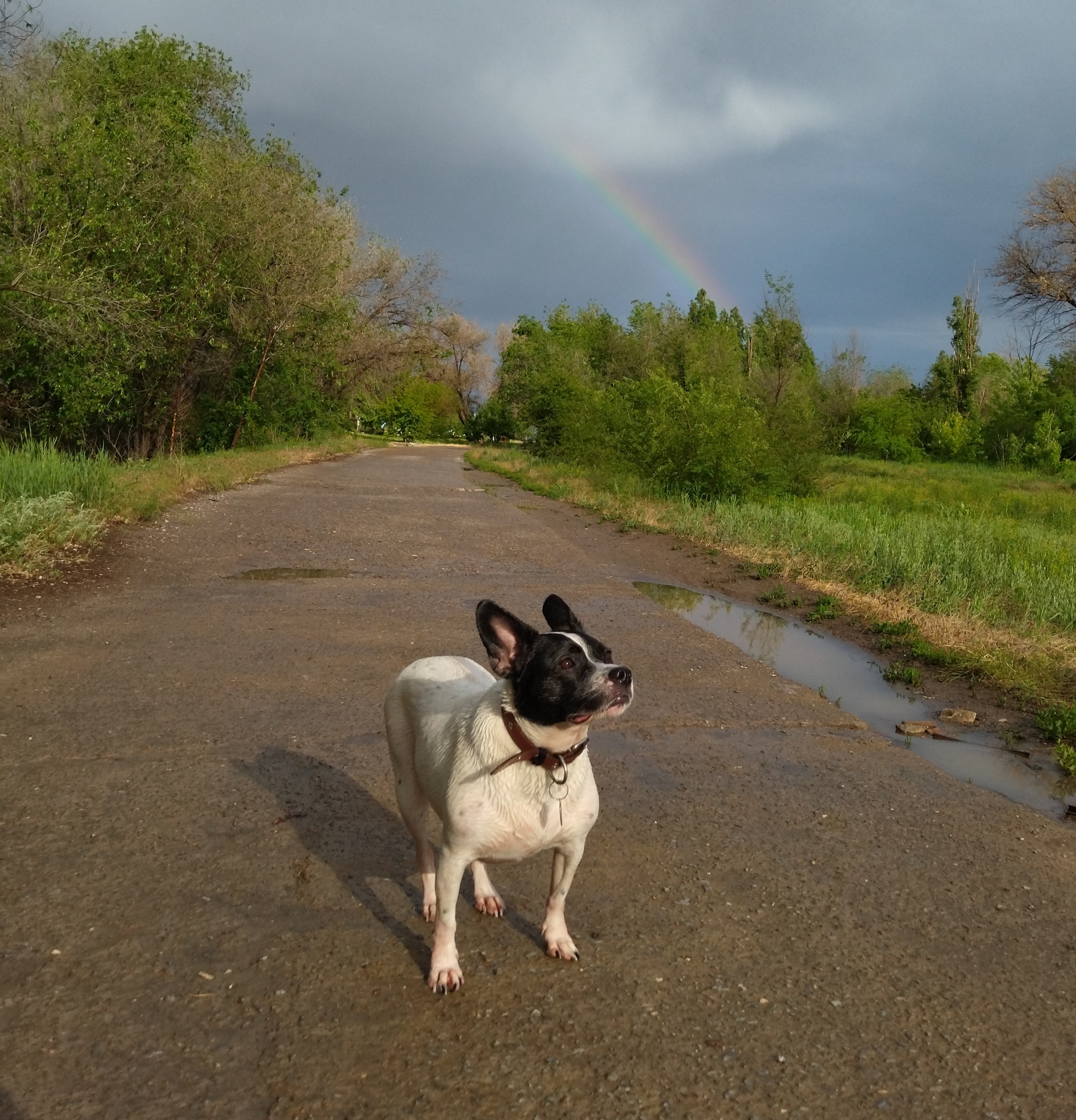 After the rain - My, Dog, Walk, After the rain, Rainbow, Vertical video, Mobile photography, Video, Longpost