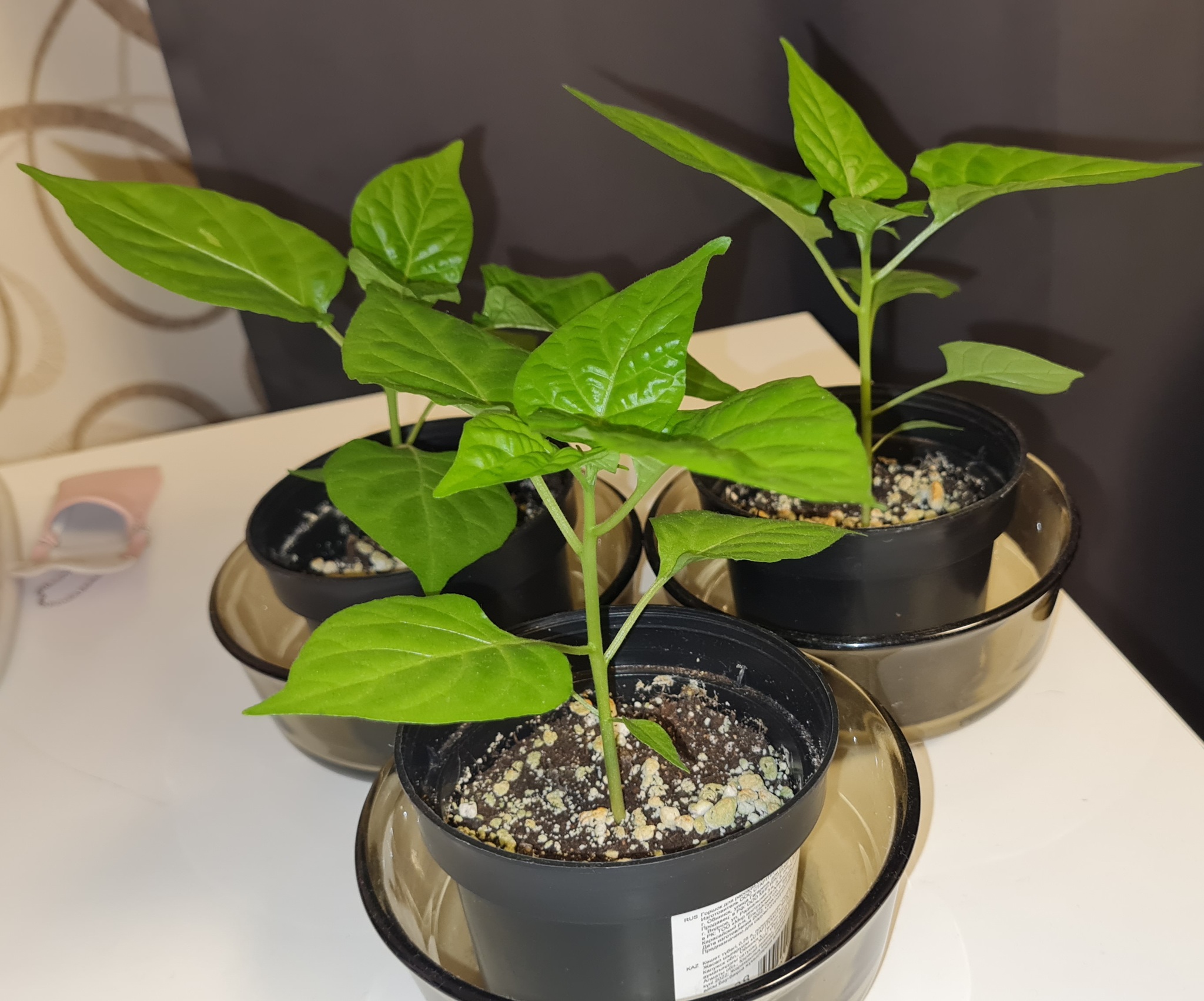 Habanero Transplant Question - Pepper farming, Capsaicin, Habanero, Transfer, Question