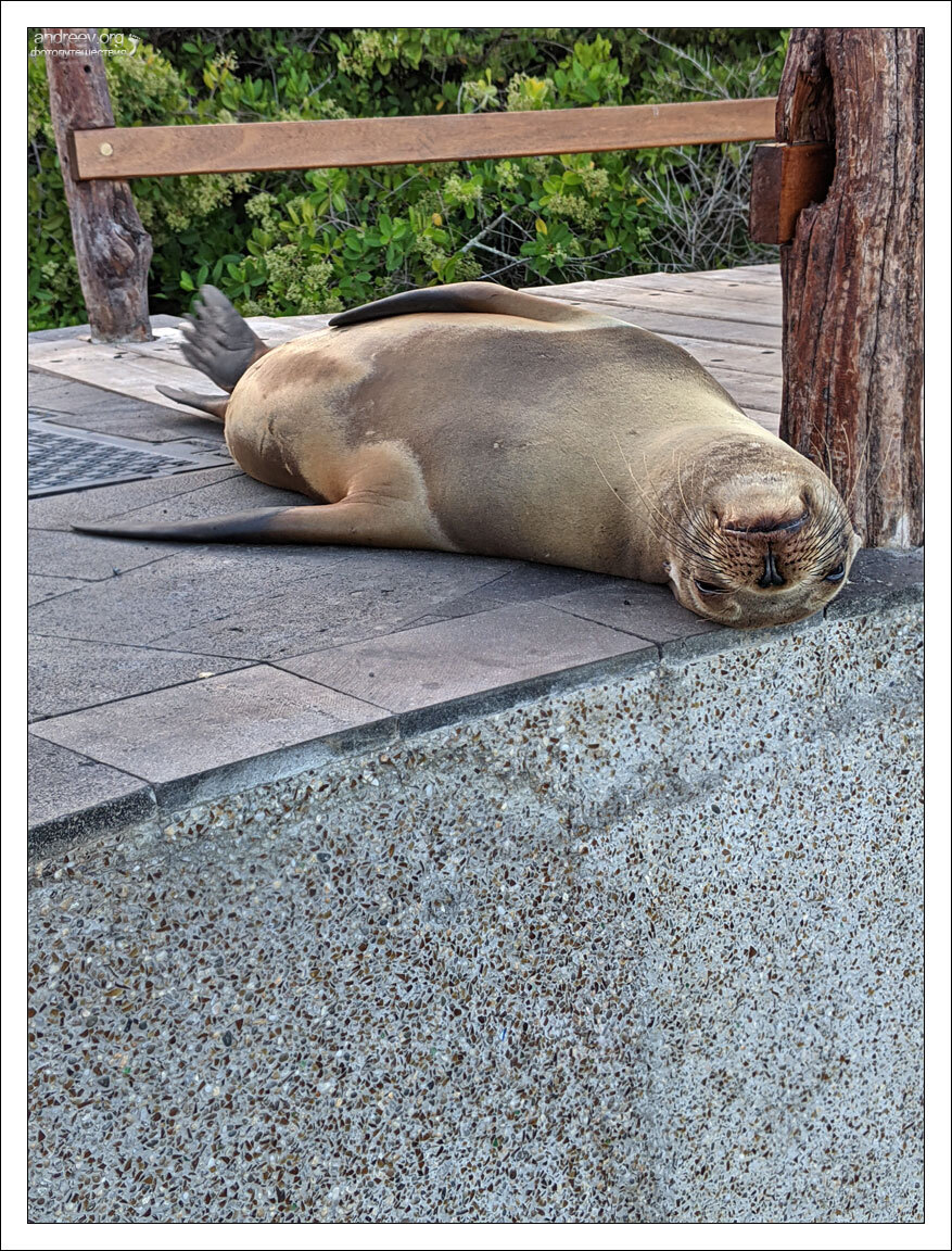 Sea lions (Galapagos) - My, Marine life, Sea lion, Around the world, Galapagos Islands, Ecuador, Longpost