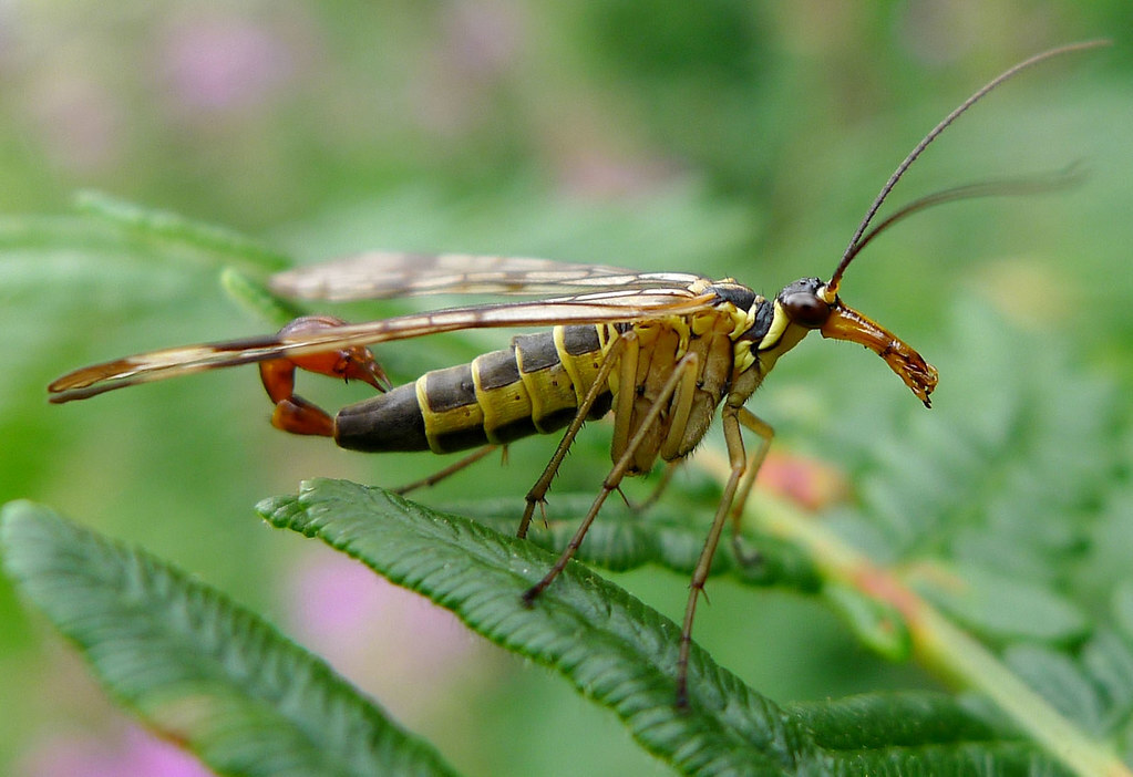 scorpion flies - Animals, Amazing, Nature, starship, Insects