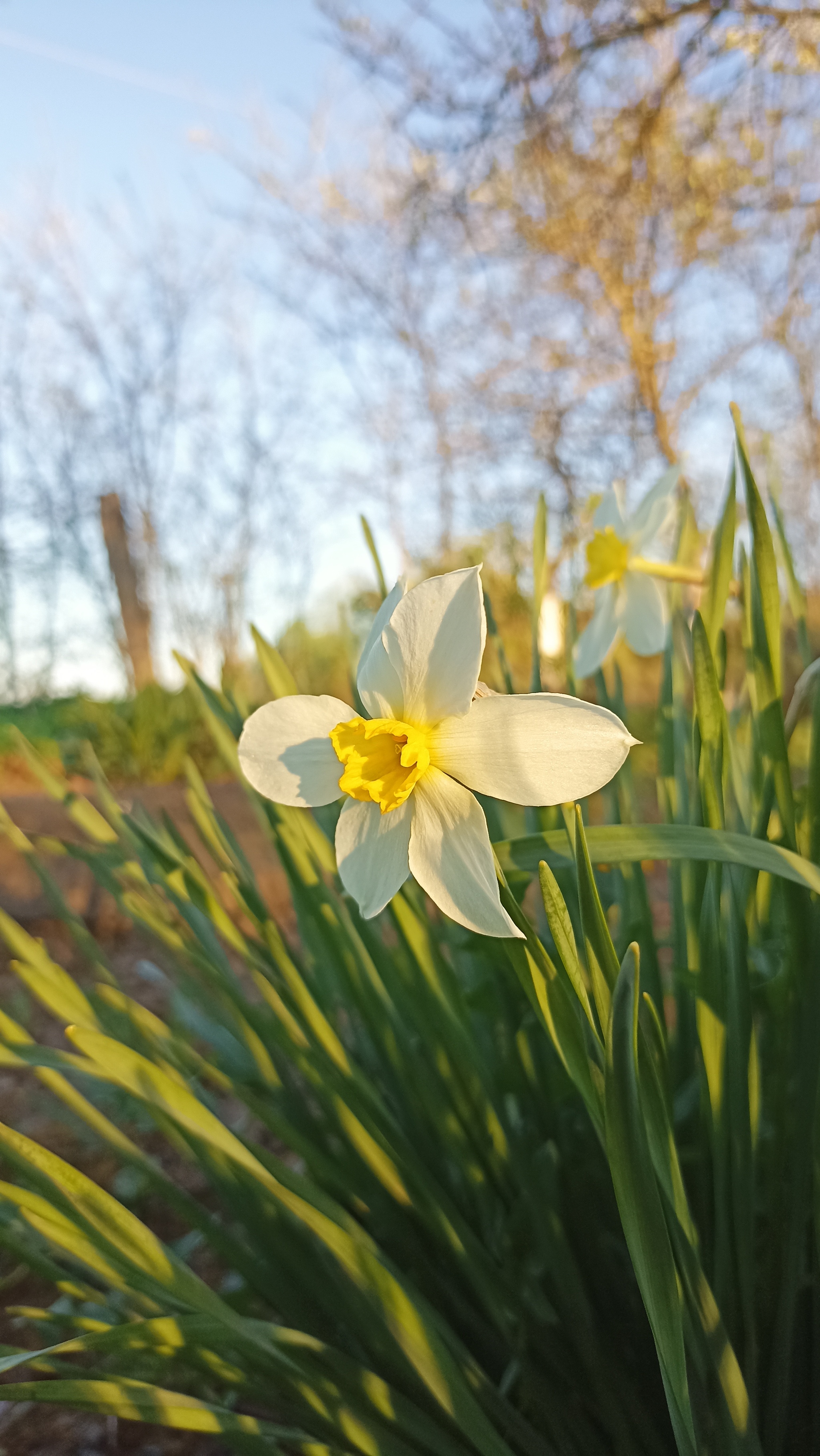 Flowering, part 2 - My, Daffodils flowers, Plum, Garden, Pear, Bird cherry, Longpost