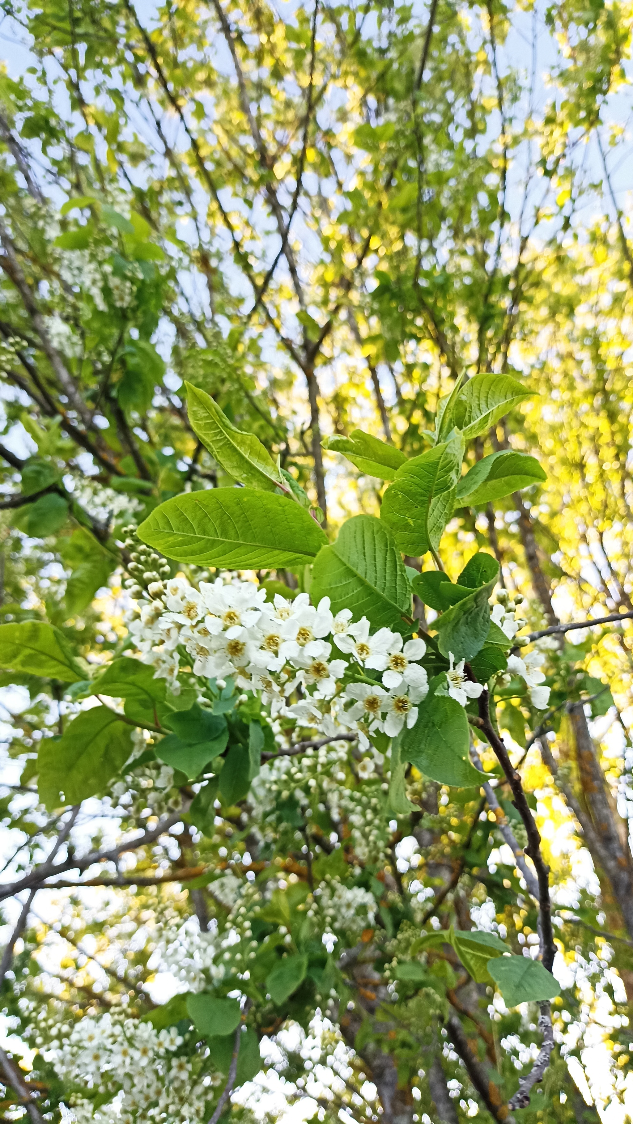 Flowering, part 2 - My, Daffodils flowers, Plum, Garden, Pear, Bird cherry, Longpost