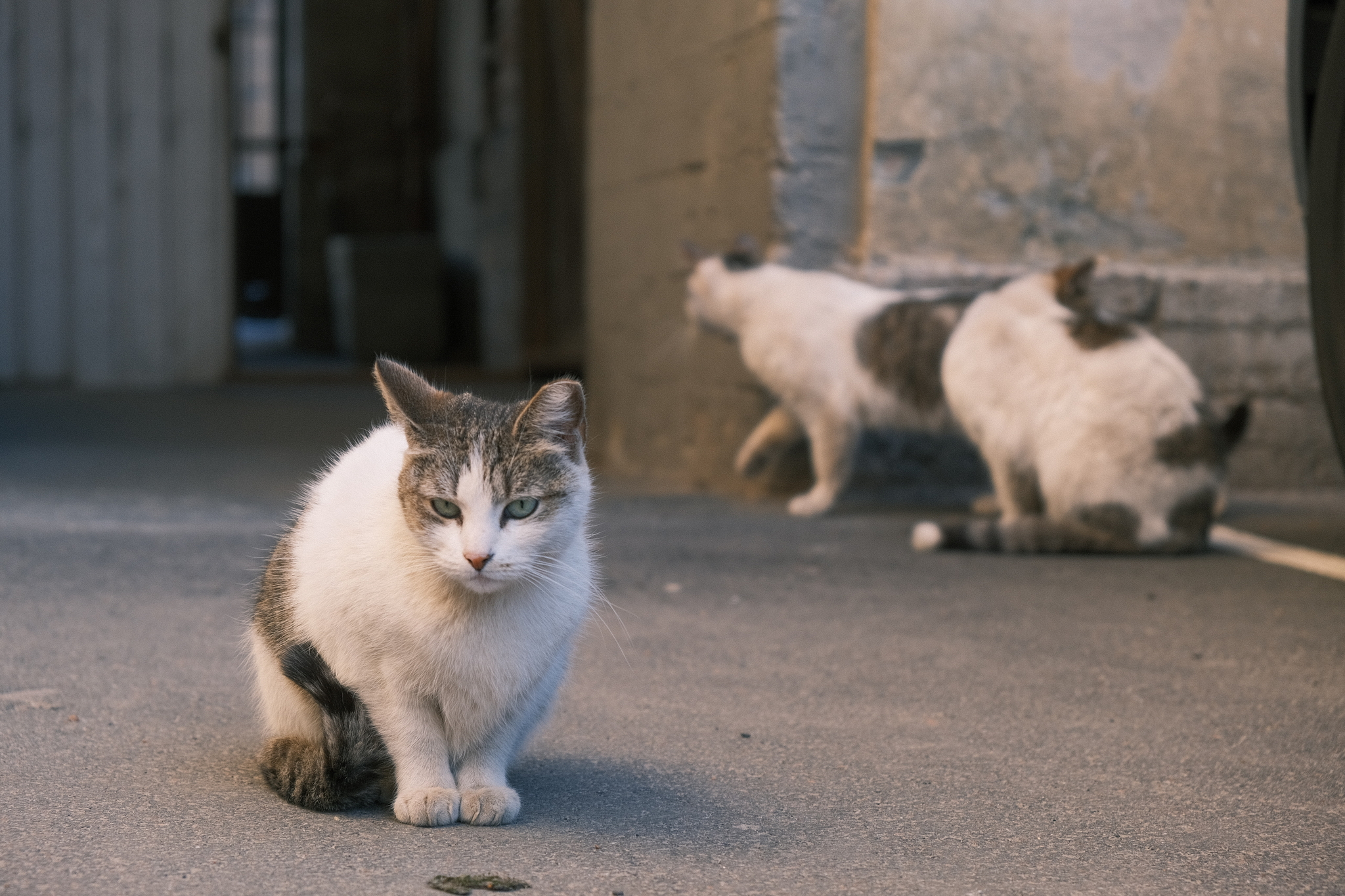 Yard tufts or photo hunting for fools - My, Kindness, Saint Petersburg, cat, Longpost