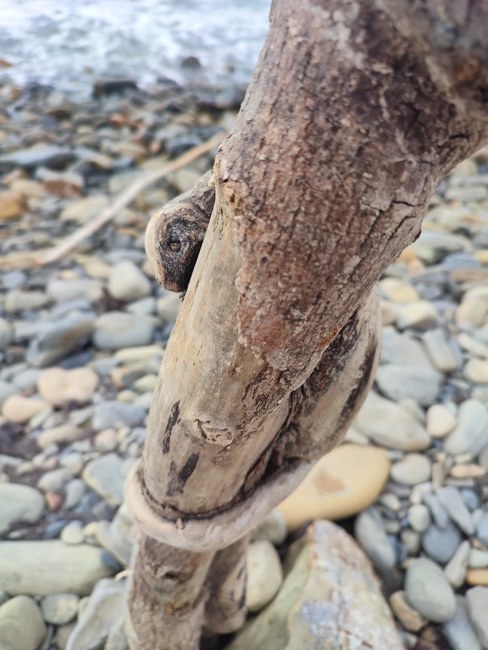 Pareidolia - My, Pareidolia, Face, Lizard, Muzzle, Illusion, Dog, Longpost