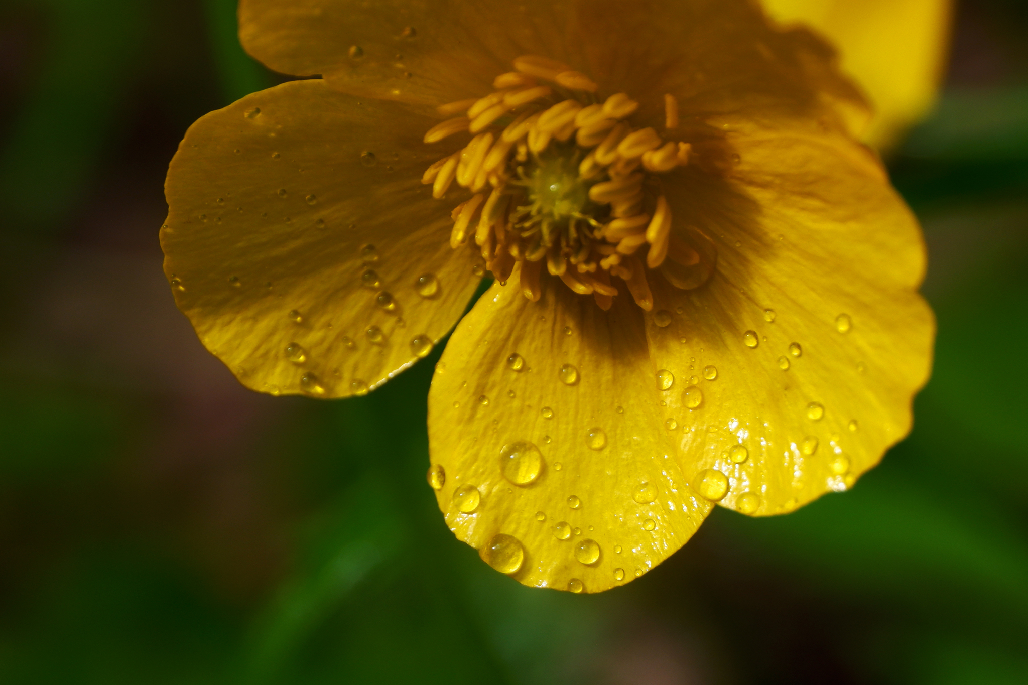 Test drive macro rings - My, The nature of Russia, Flowers, Macro photography, The photo, beauty of nature, Spring, Fujifilm, Lungwort, Cherry, Buttercup, Forget-me-nots, China, After the rain, Longpost, 