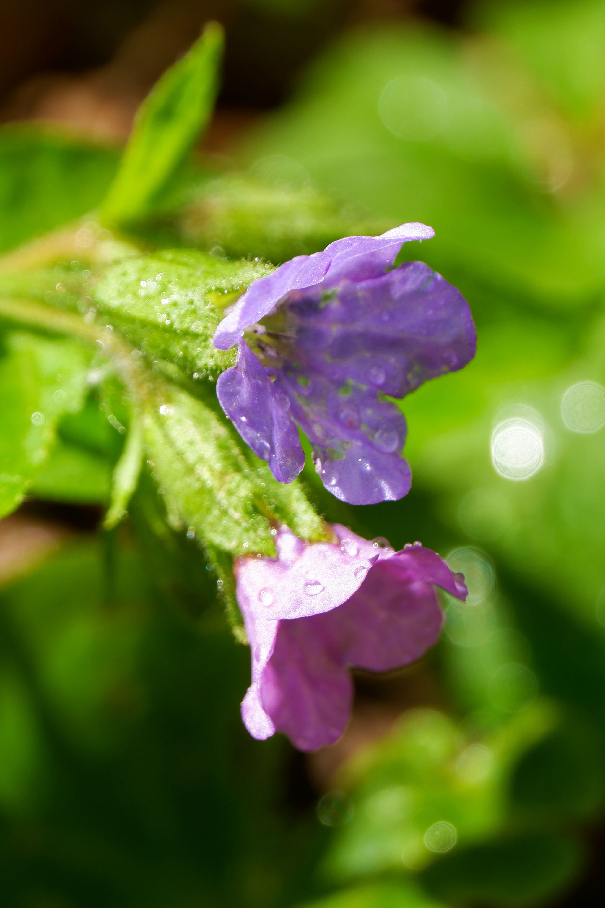 Test drive macro rings - My, The nature of Russia, Flowers, Macro photography, The photo, beauty of nature, Spring, Fujifilm, Lungwort, Cherry, Buttercup, Forget-me-nots, China, After the rain, Longpost, 