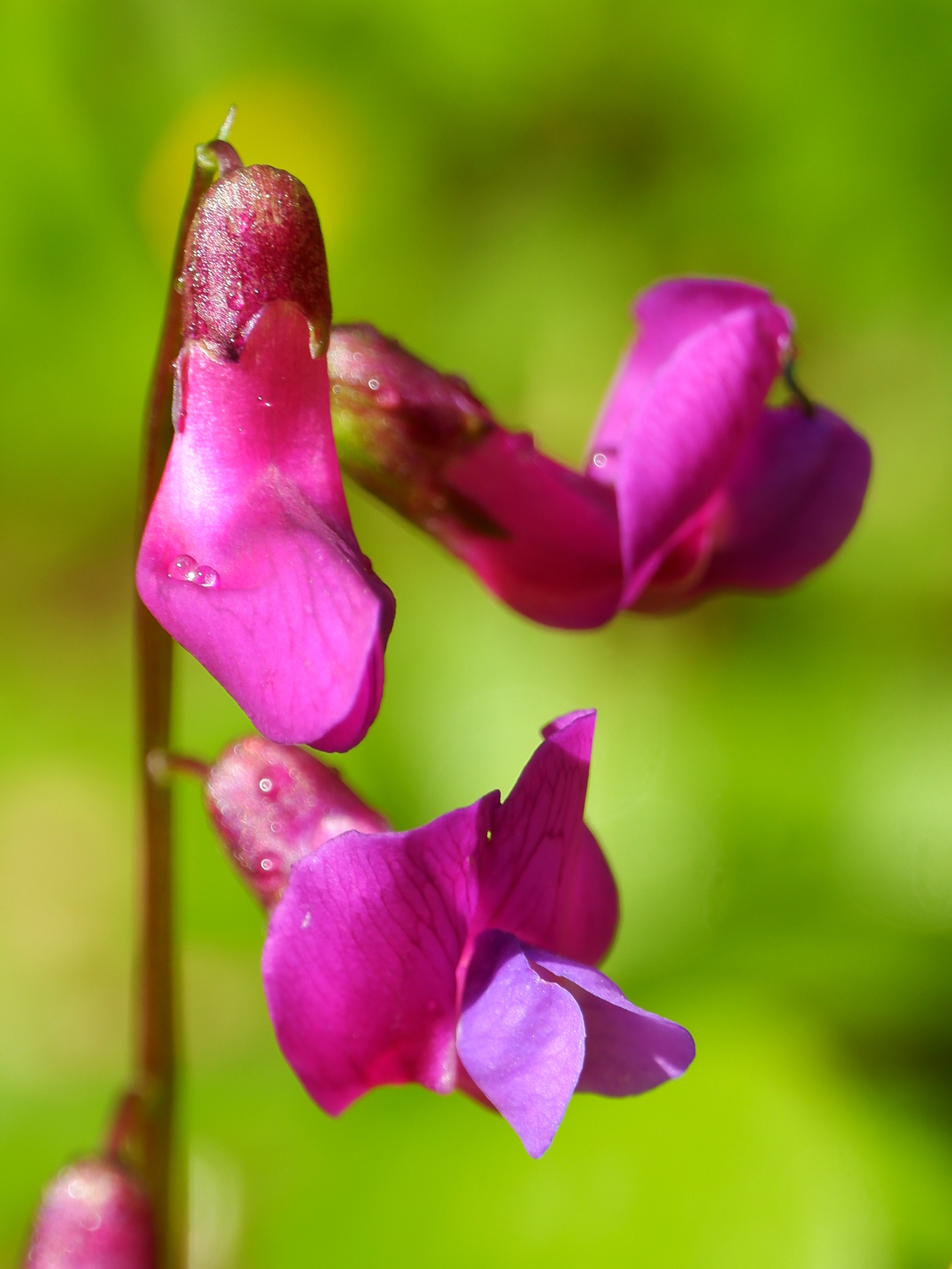 Test drive macro rings - My, The nature of Russia, Flowers, Macro photography, The photo, beauty of nature, Spring, Fujifilm, Lungwort, Cherry, Buttercup, Forget-me-nots, China, After the rain, Longpost, 